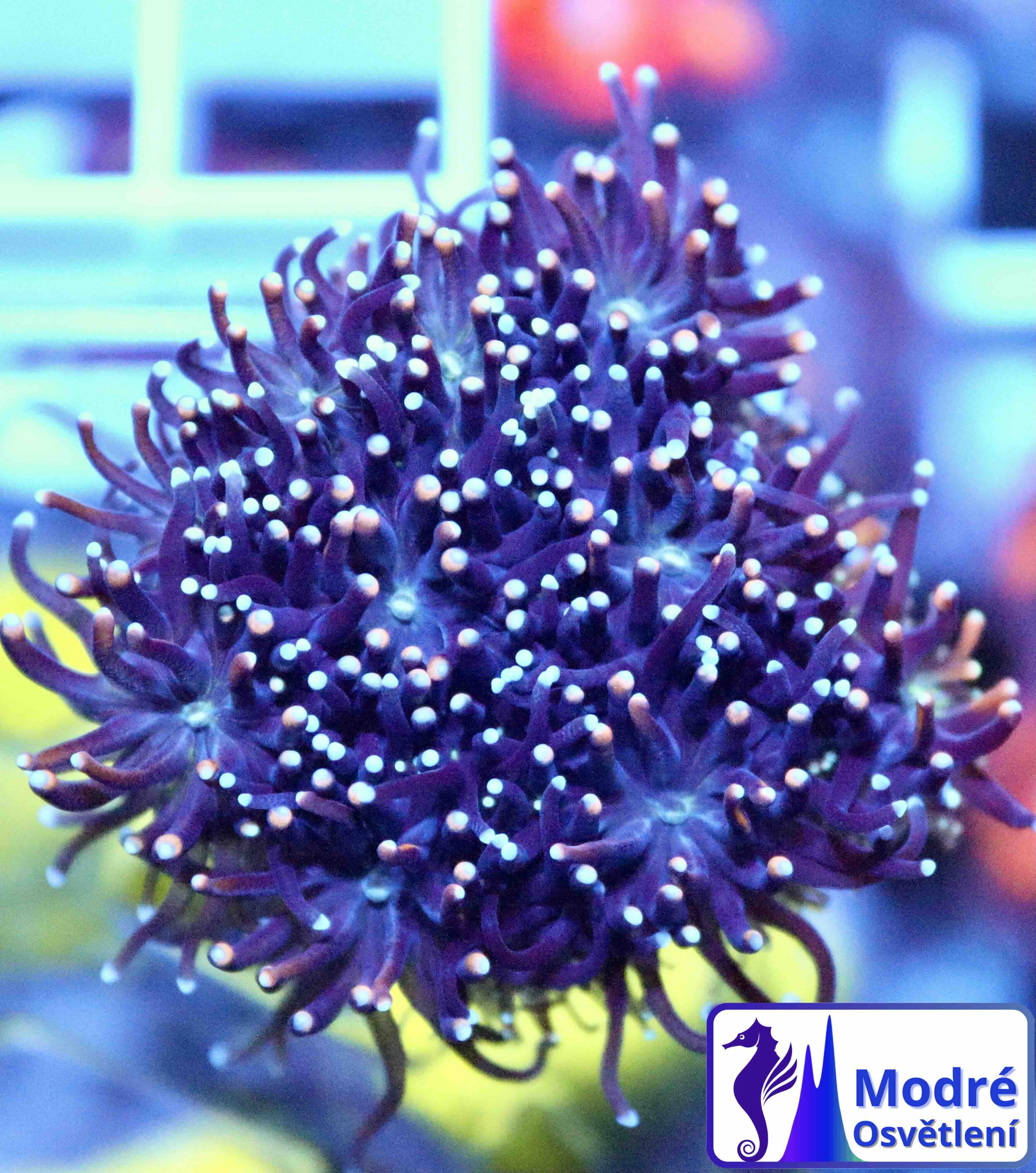 Galaxea fascicularis “golden“ (M/L)