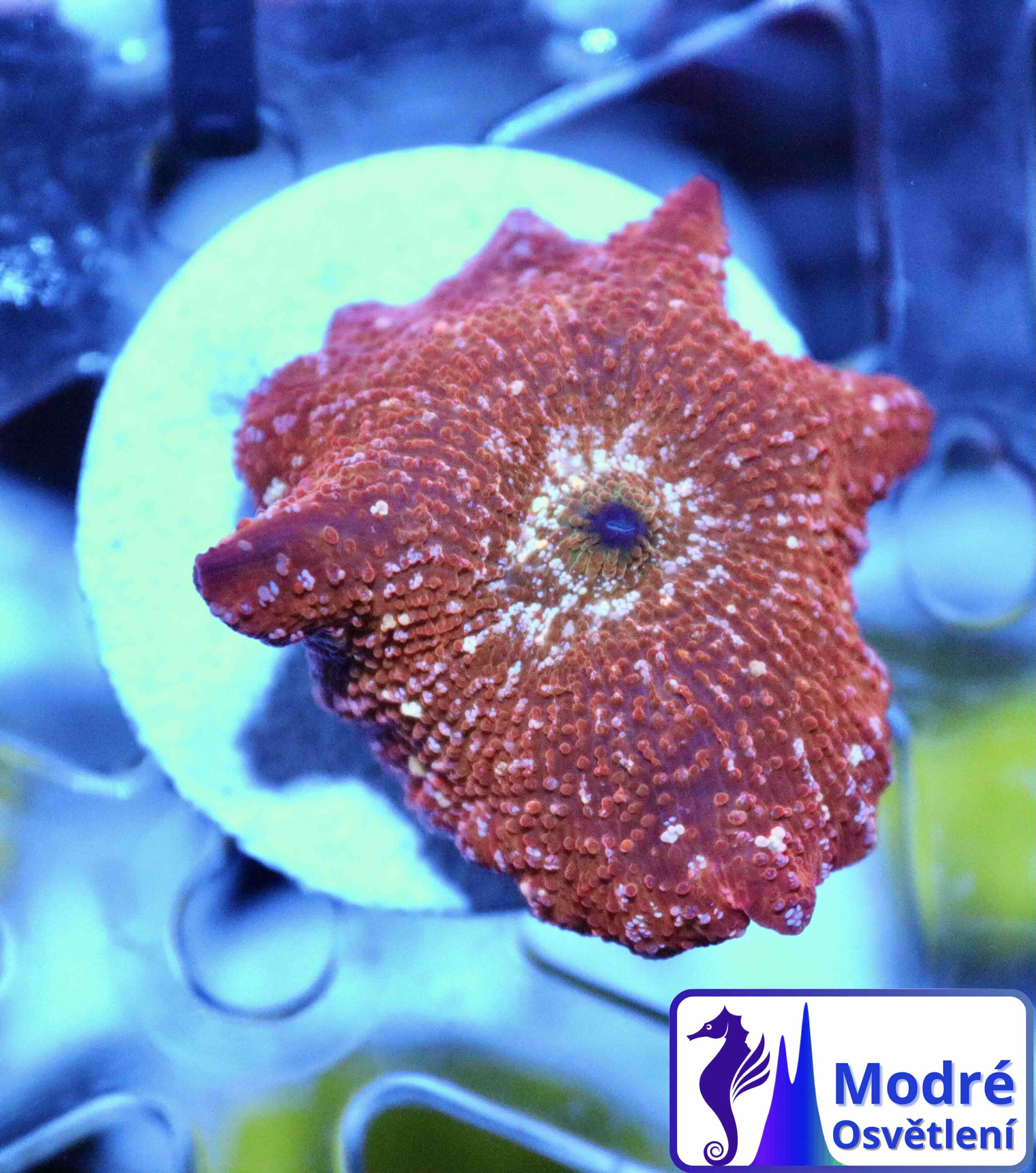 Discosoma Red - White Spotted, WYSIWYG100.2