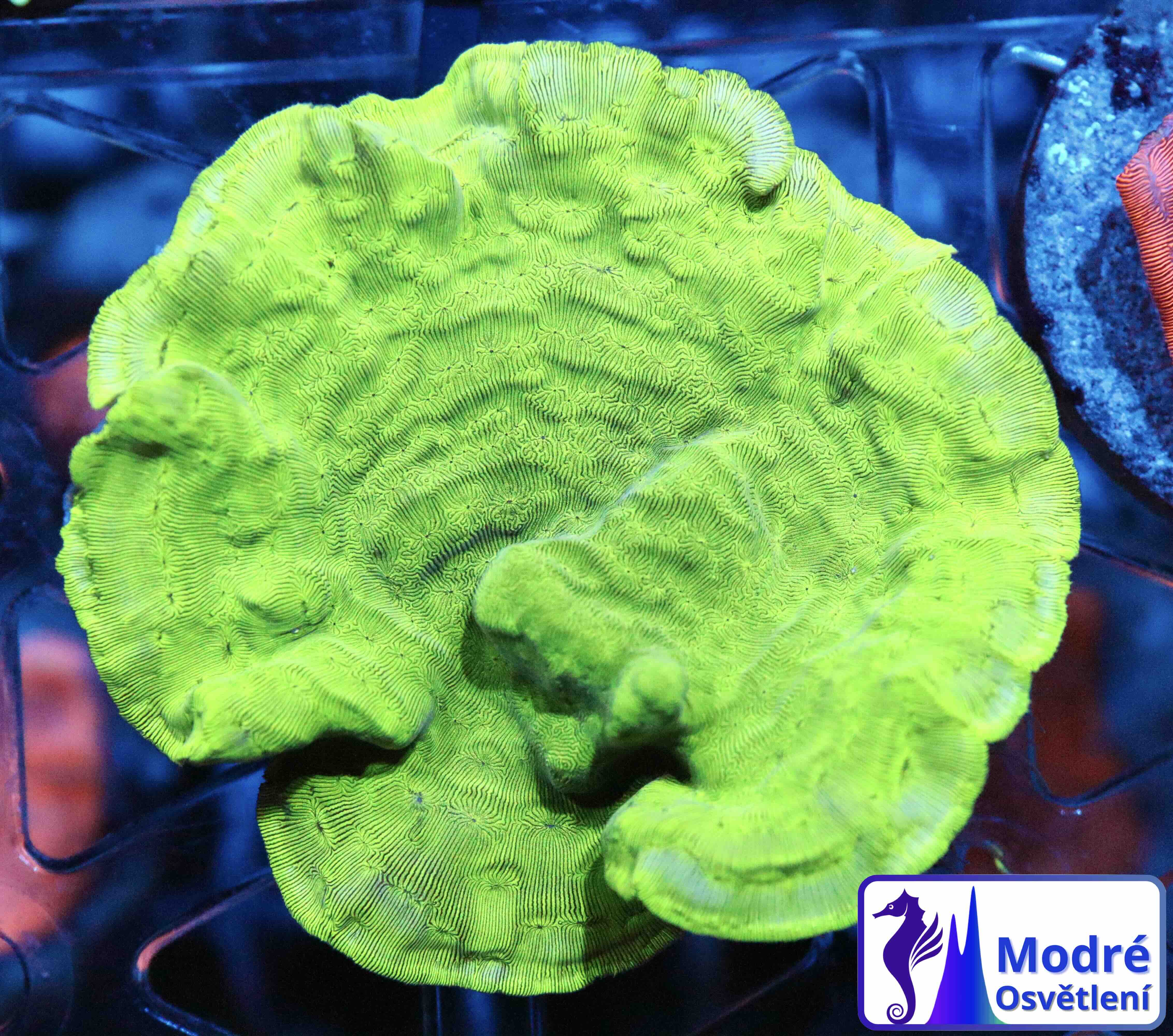 Leptoseris Ultra Green (M/L)