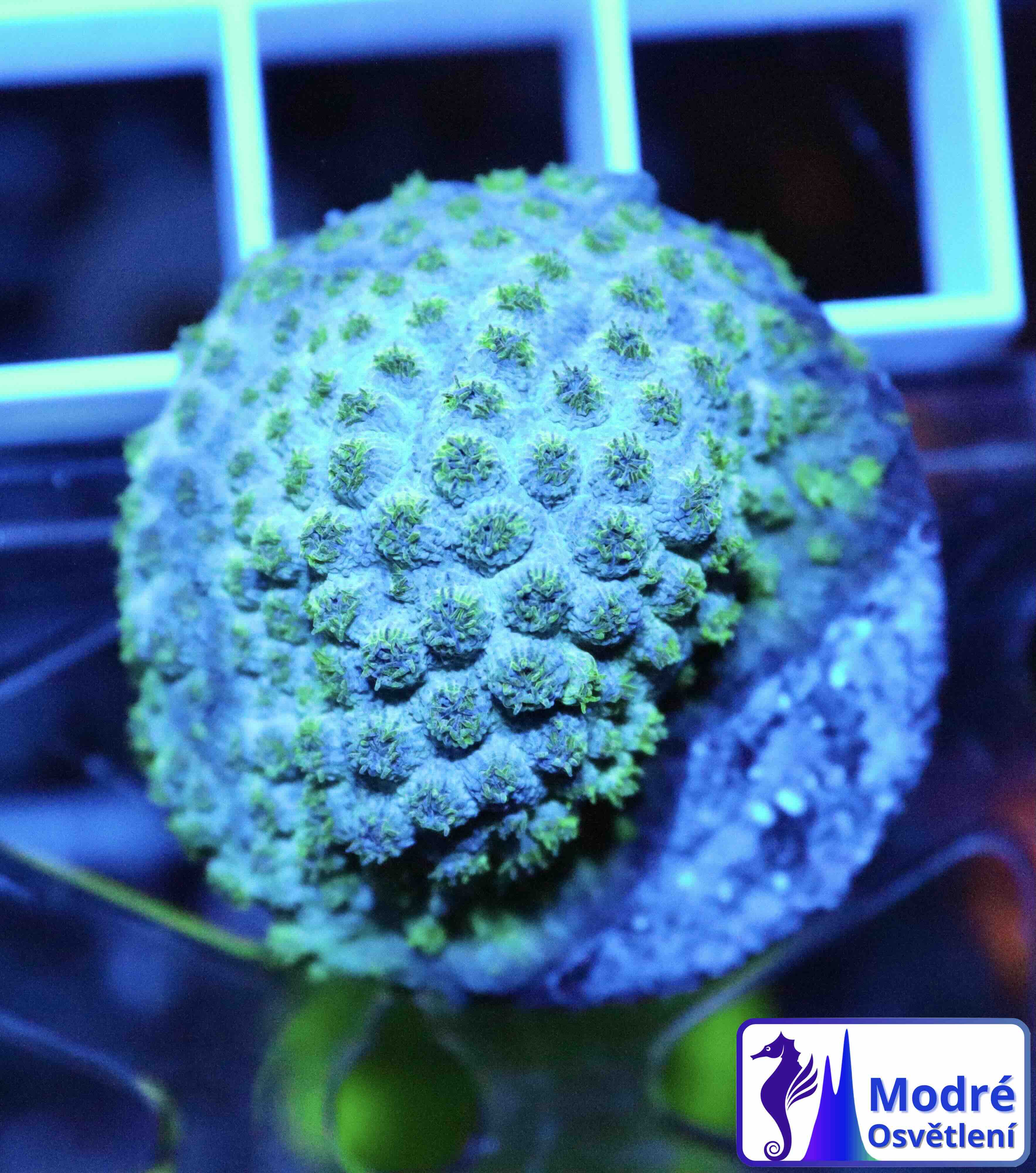 Cyphastrea Seagrass (S/M), WYSIWYG01.4