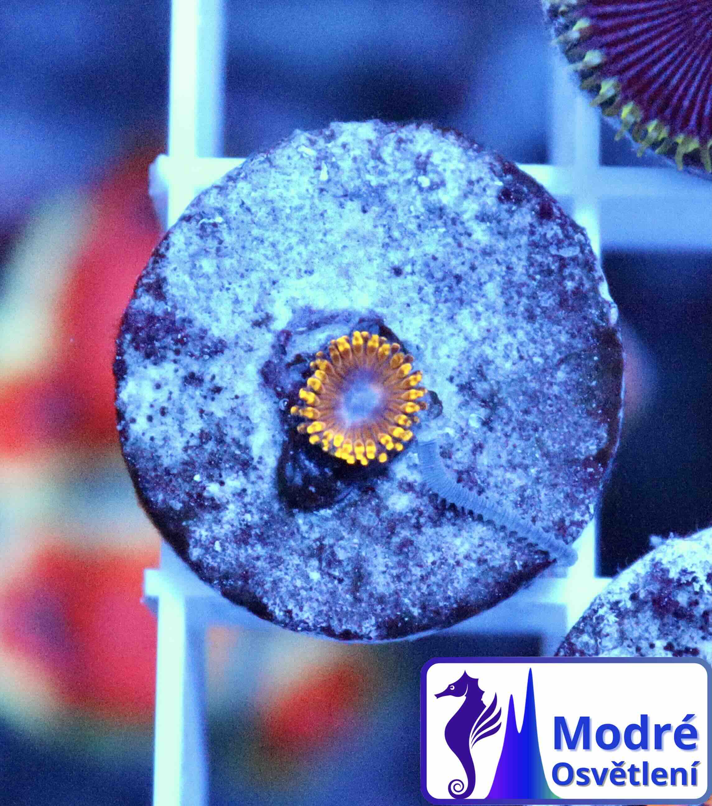 Zoanthus Golden Hornet (XS), WYSIWYG103.3