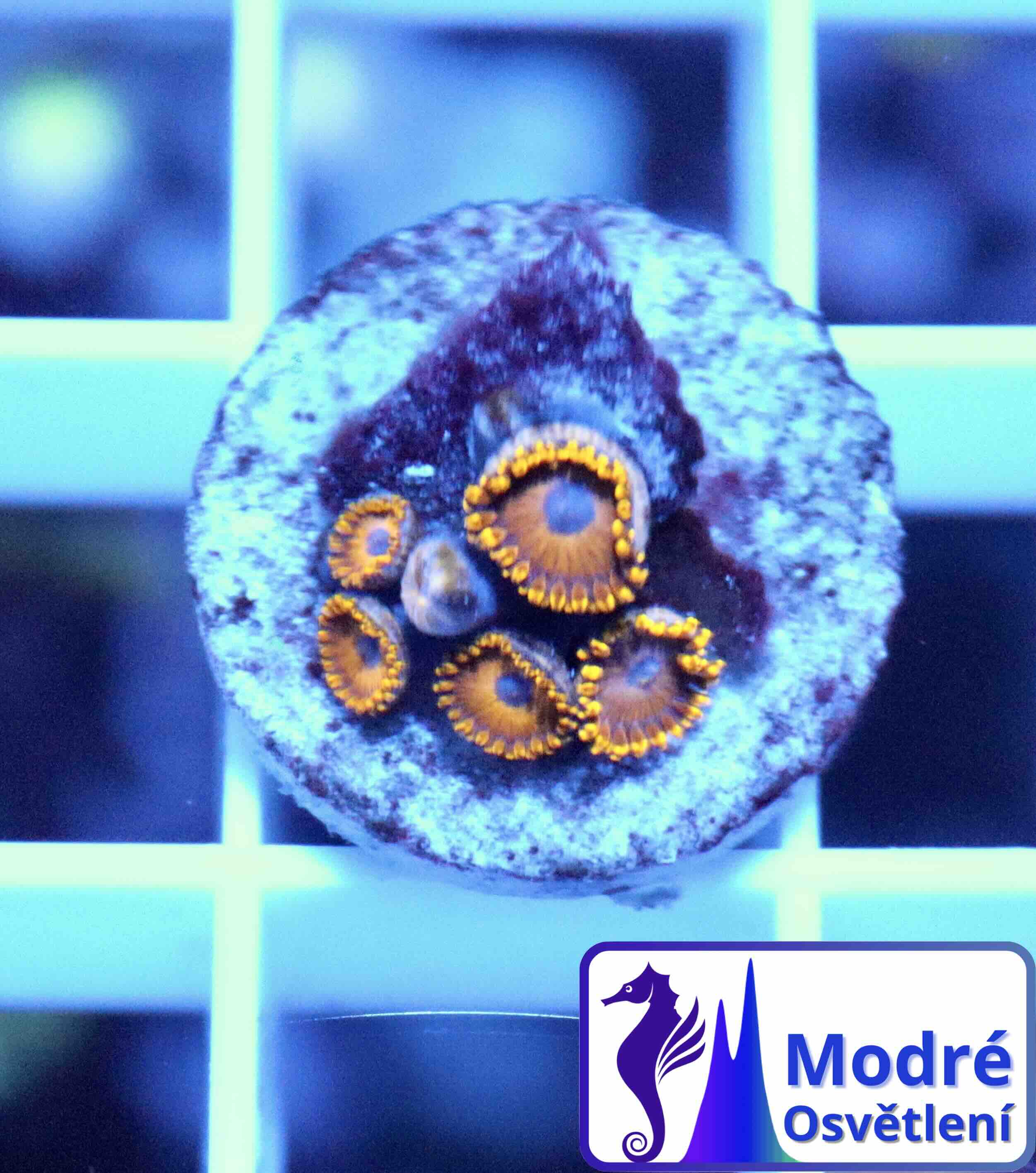 Zoanthus Golden Hornet (L), WYSIWYG103.34