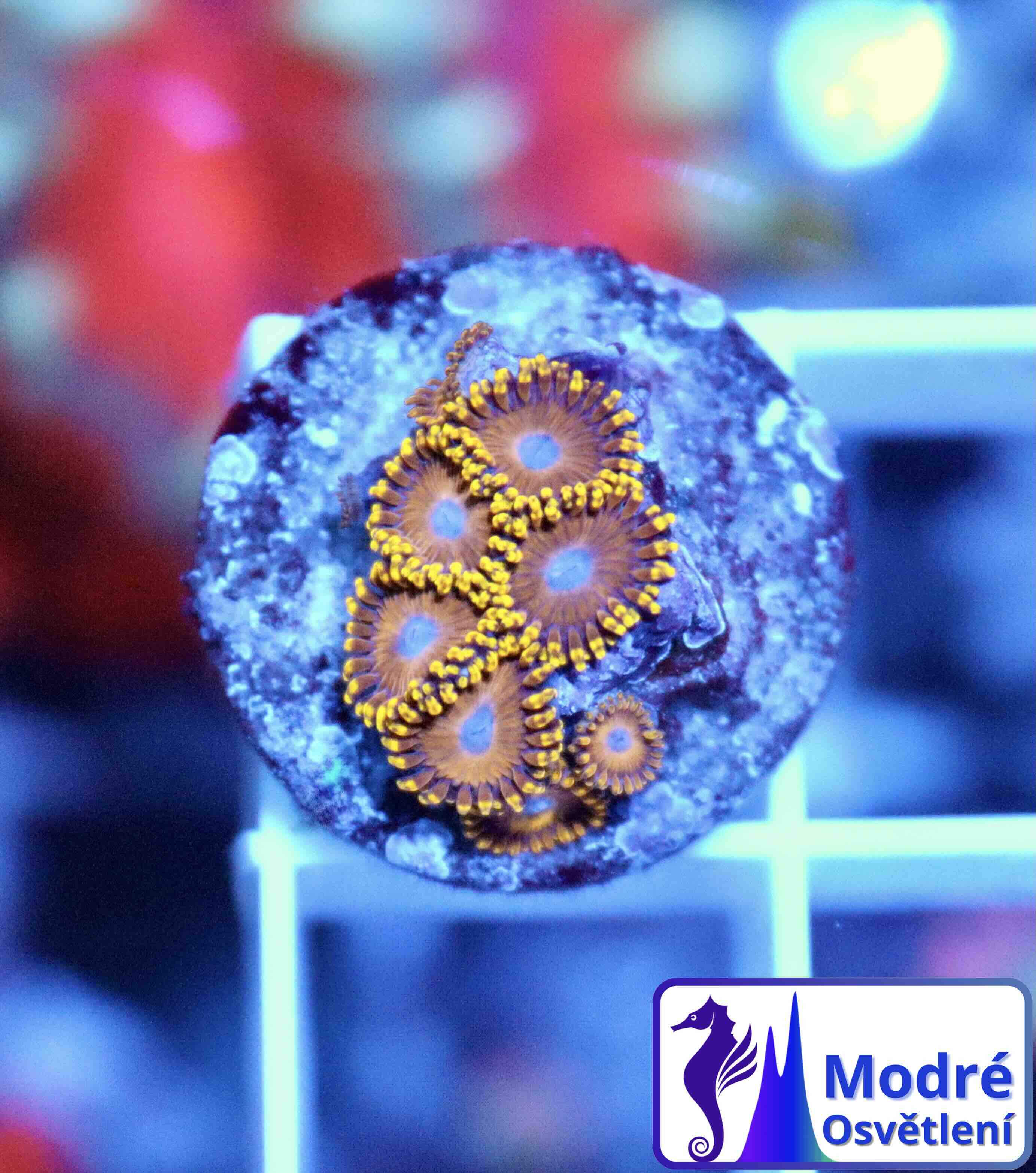 Zoanthus Golden Hornet (M), WYSIWYG103.32