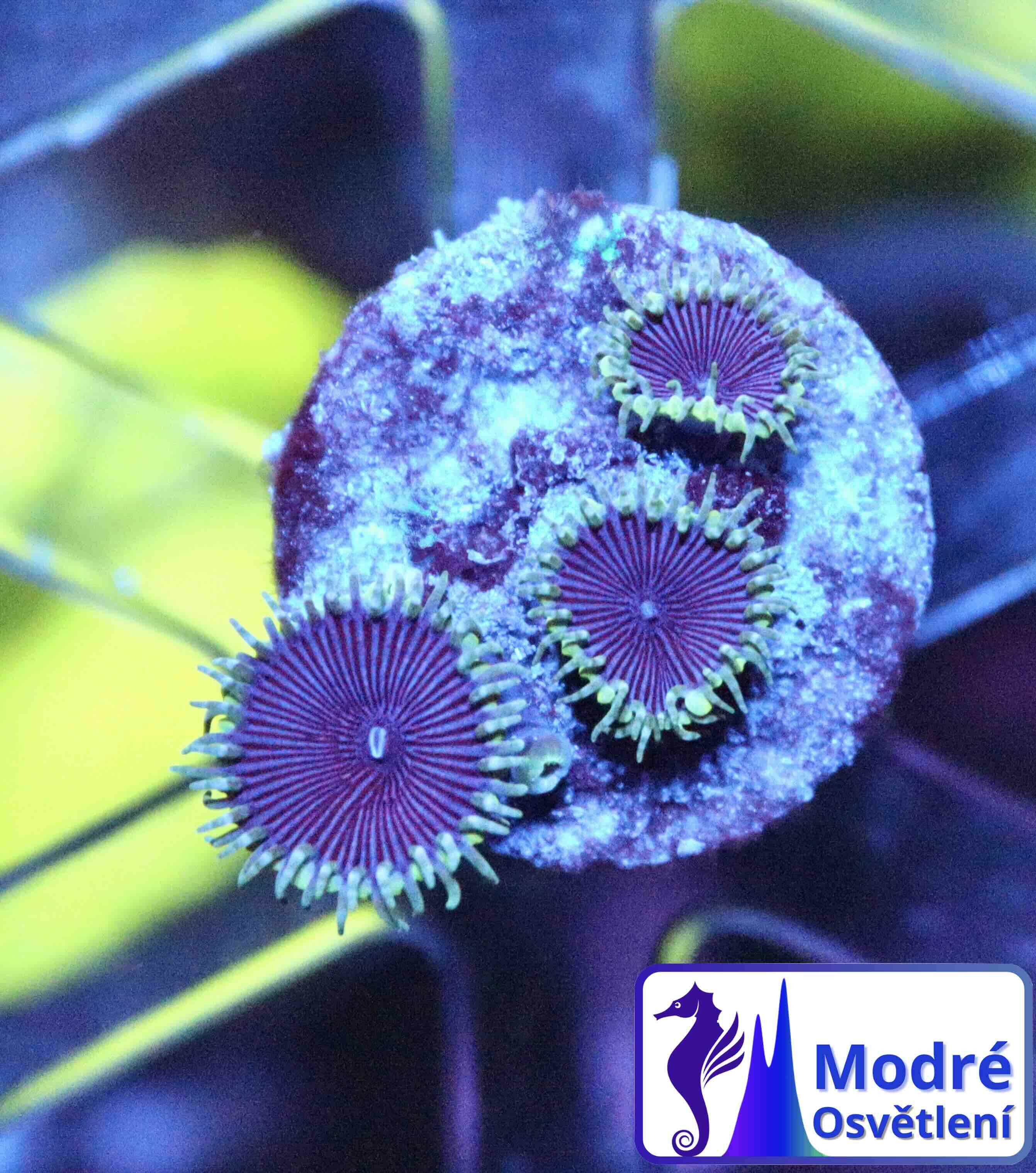 Palythoa Purple Death (S), WYSIWYG103.37