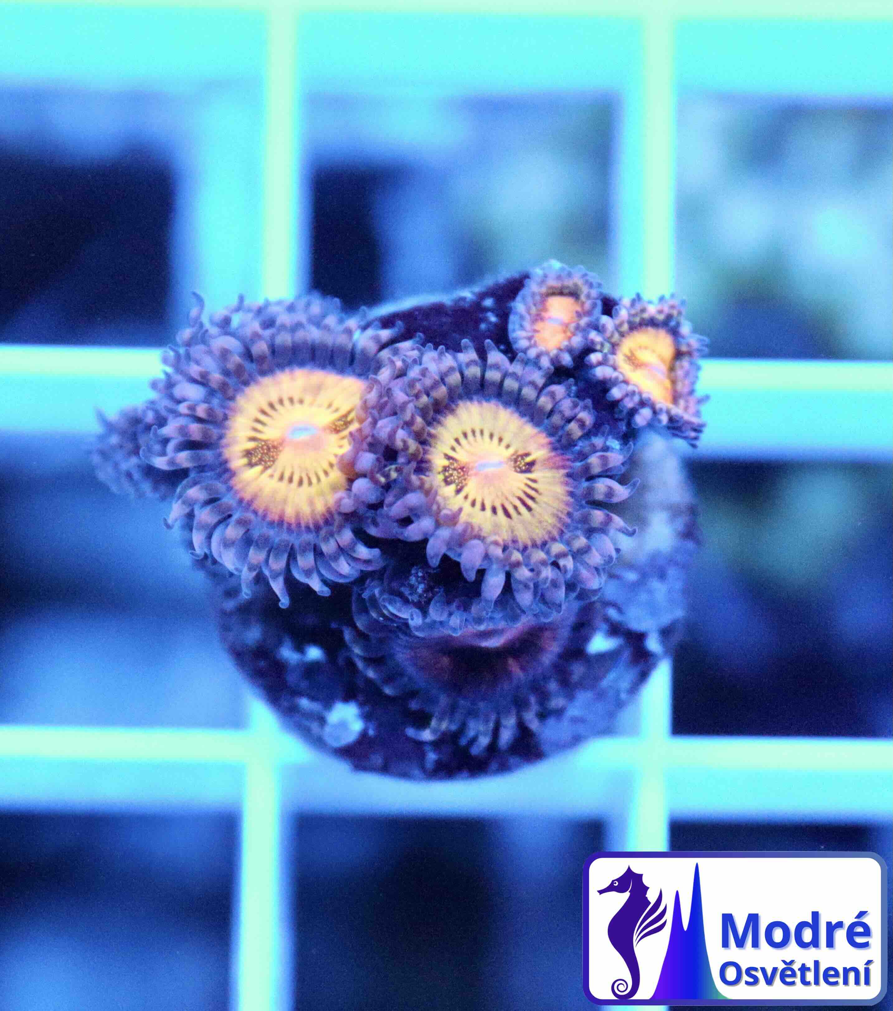 Zoanthus Pink and Gold, WYSIWYG117.91