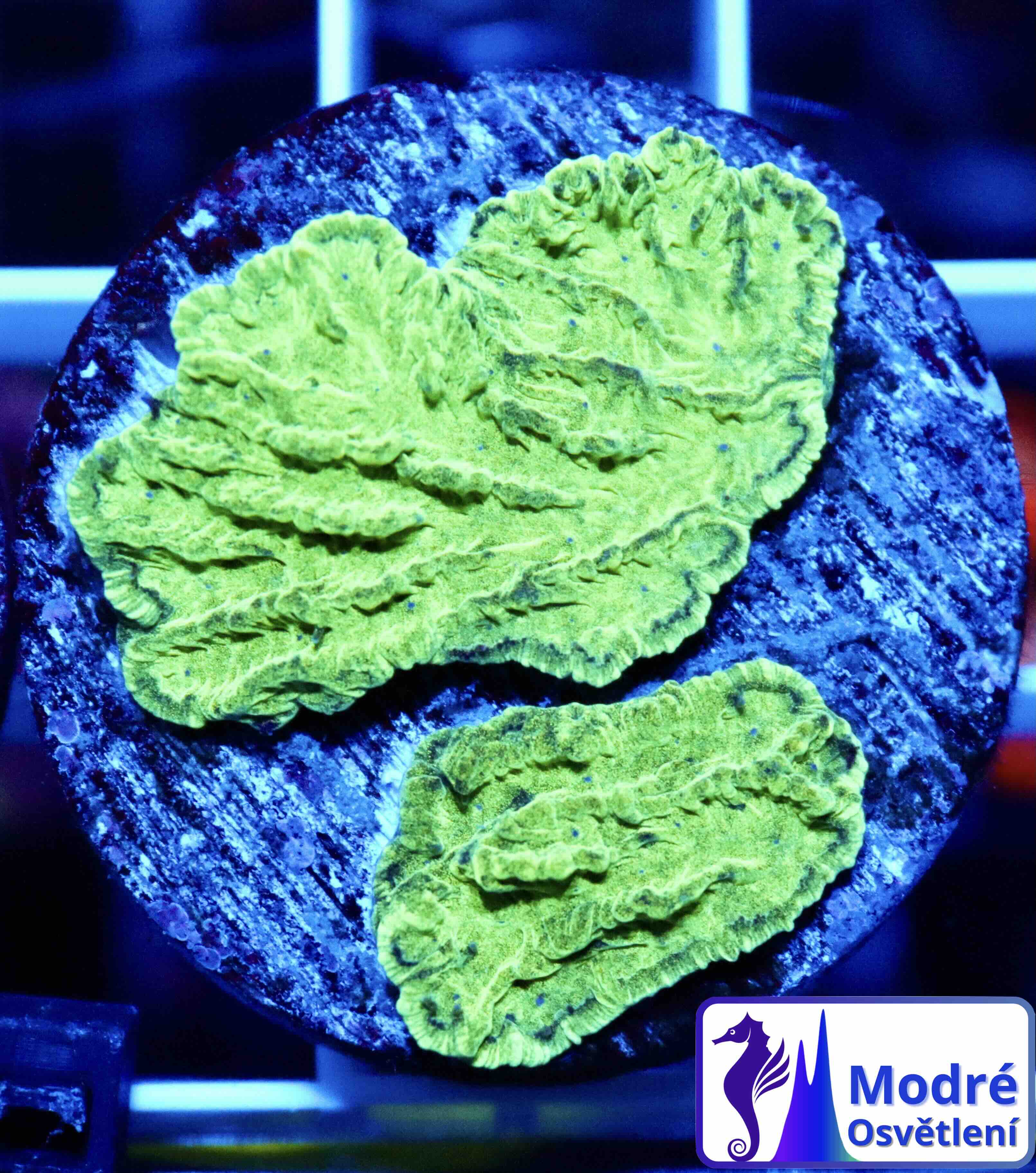 Merulina ampliata Green (S), WYSIWYG132.11