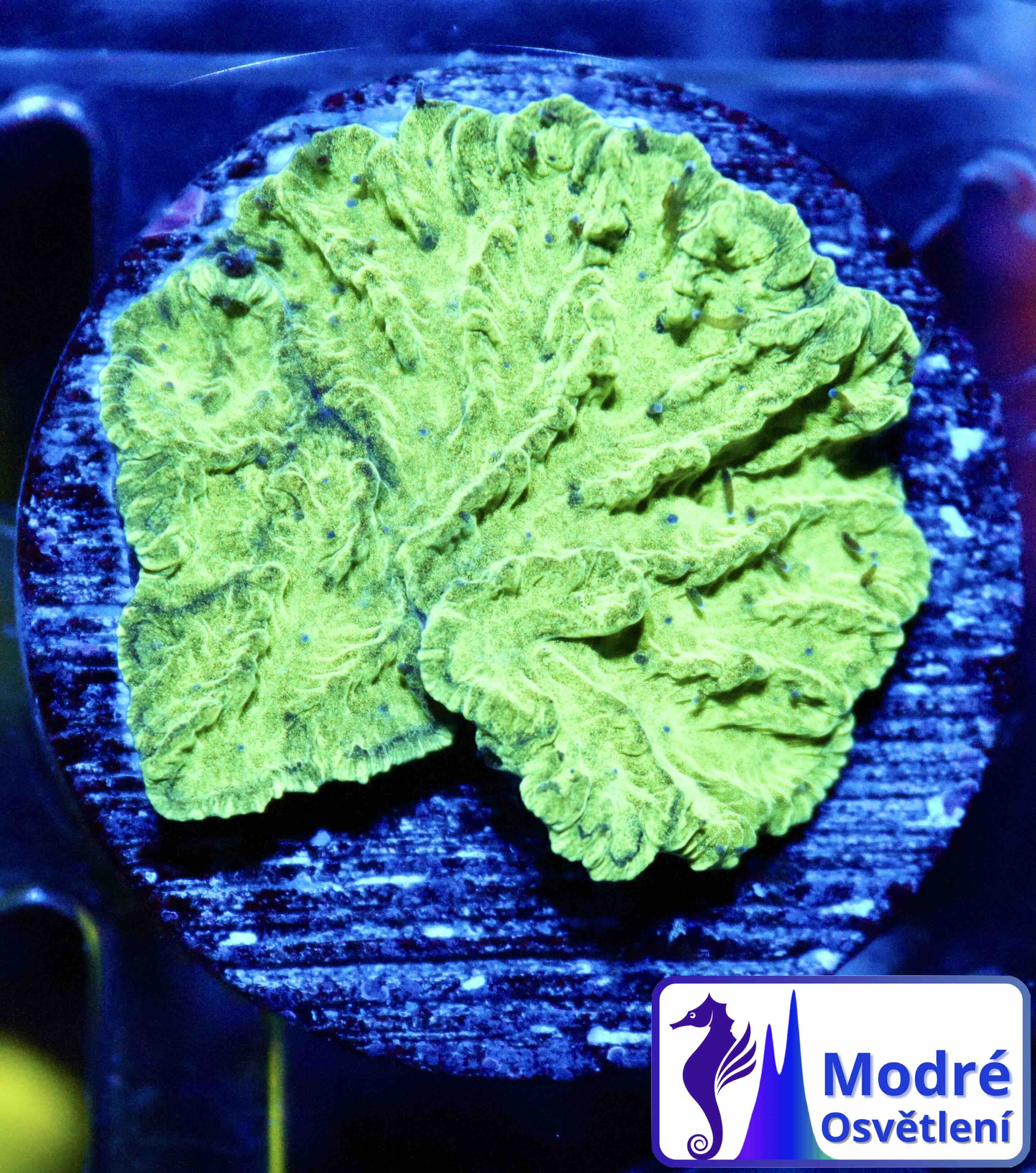 Merulina ampliata Green (S/M), WYSIWYG132.12