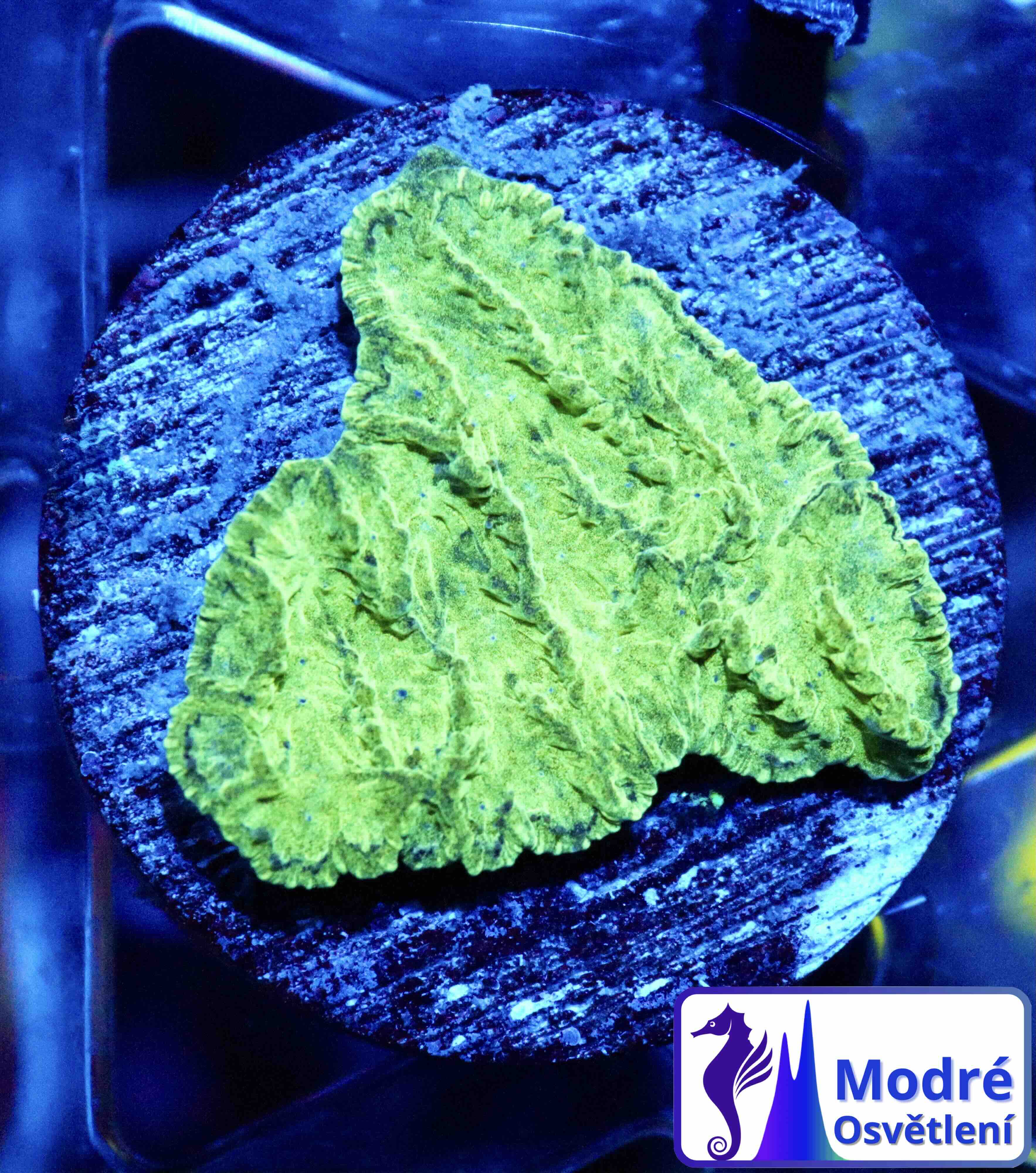 Merulina ampliata Green (S), WYSIWYG132.13