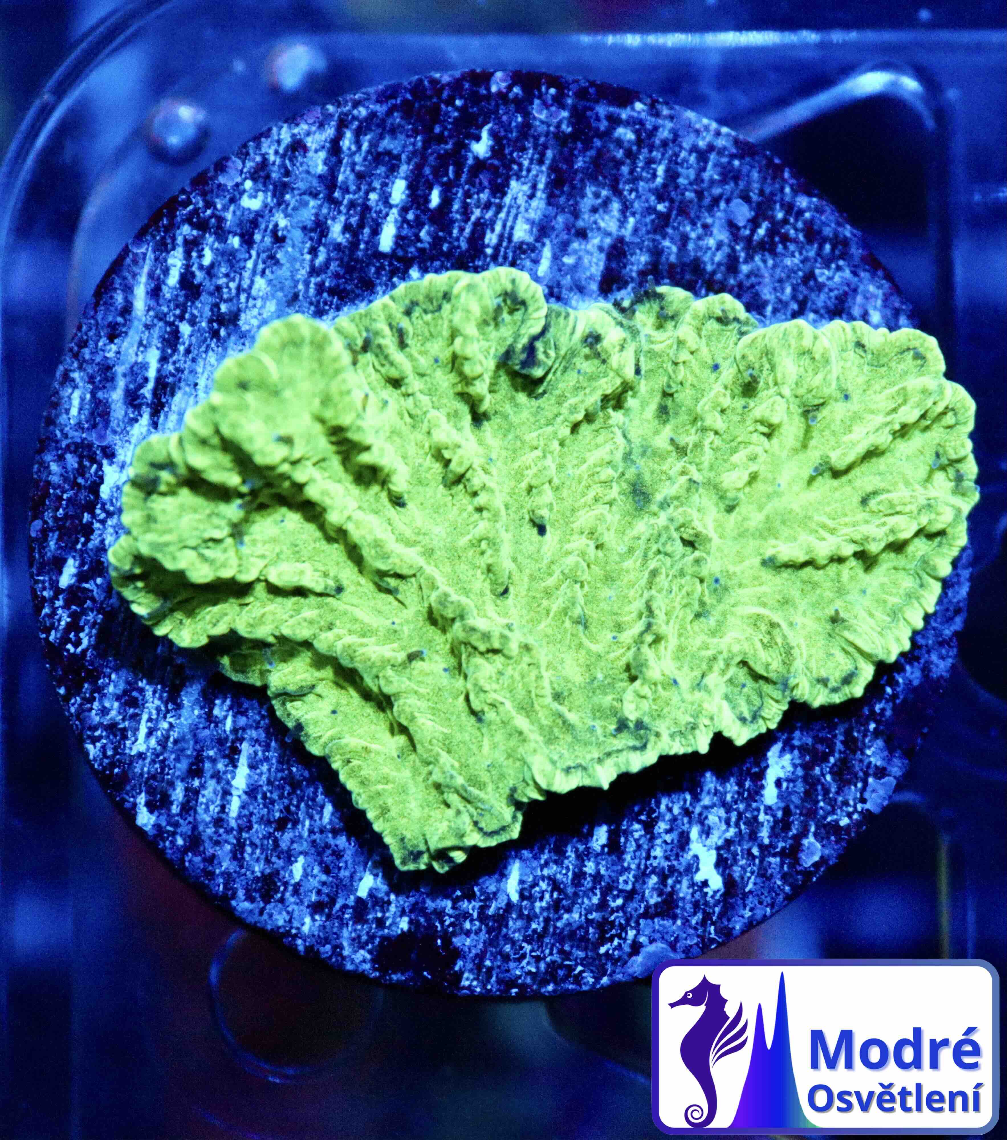 Merulina ampliata Green (S), WYSIWYG132.14