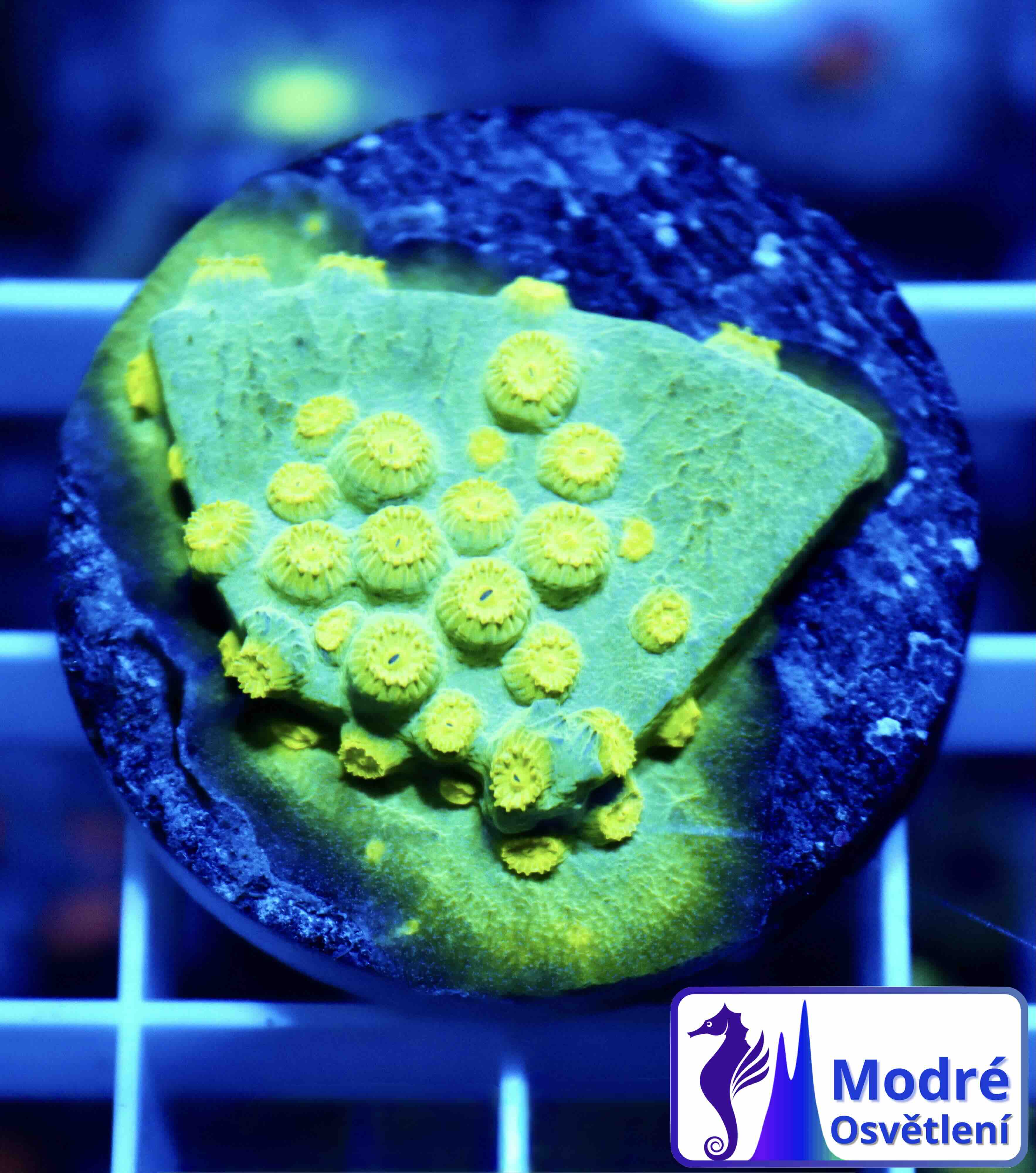 Cyphastrea Ultra Green (S/M), WYSIWYG02.12