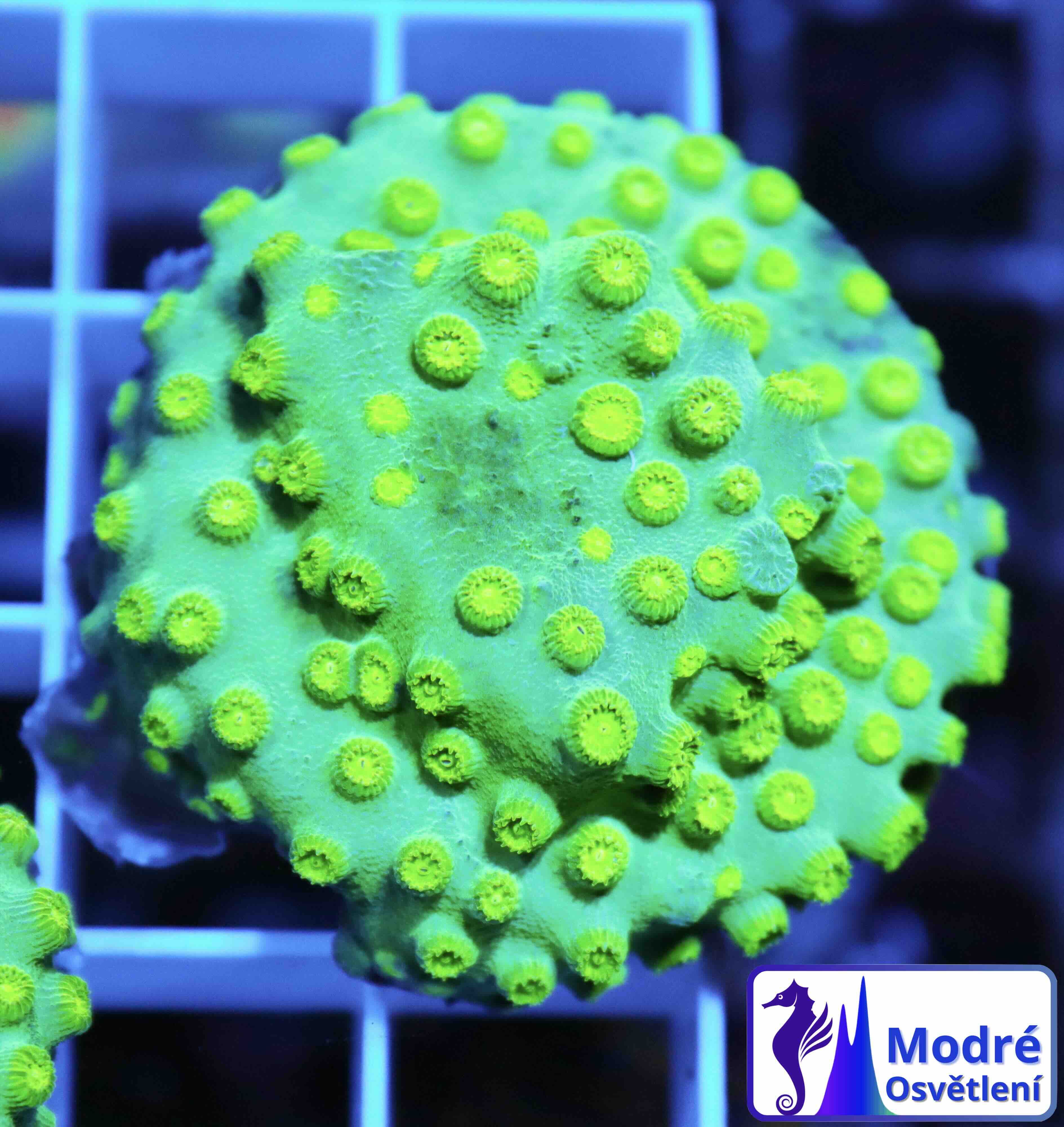 Cyphastrea Ultra Green (S/M), WYSIWYG02.14