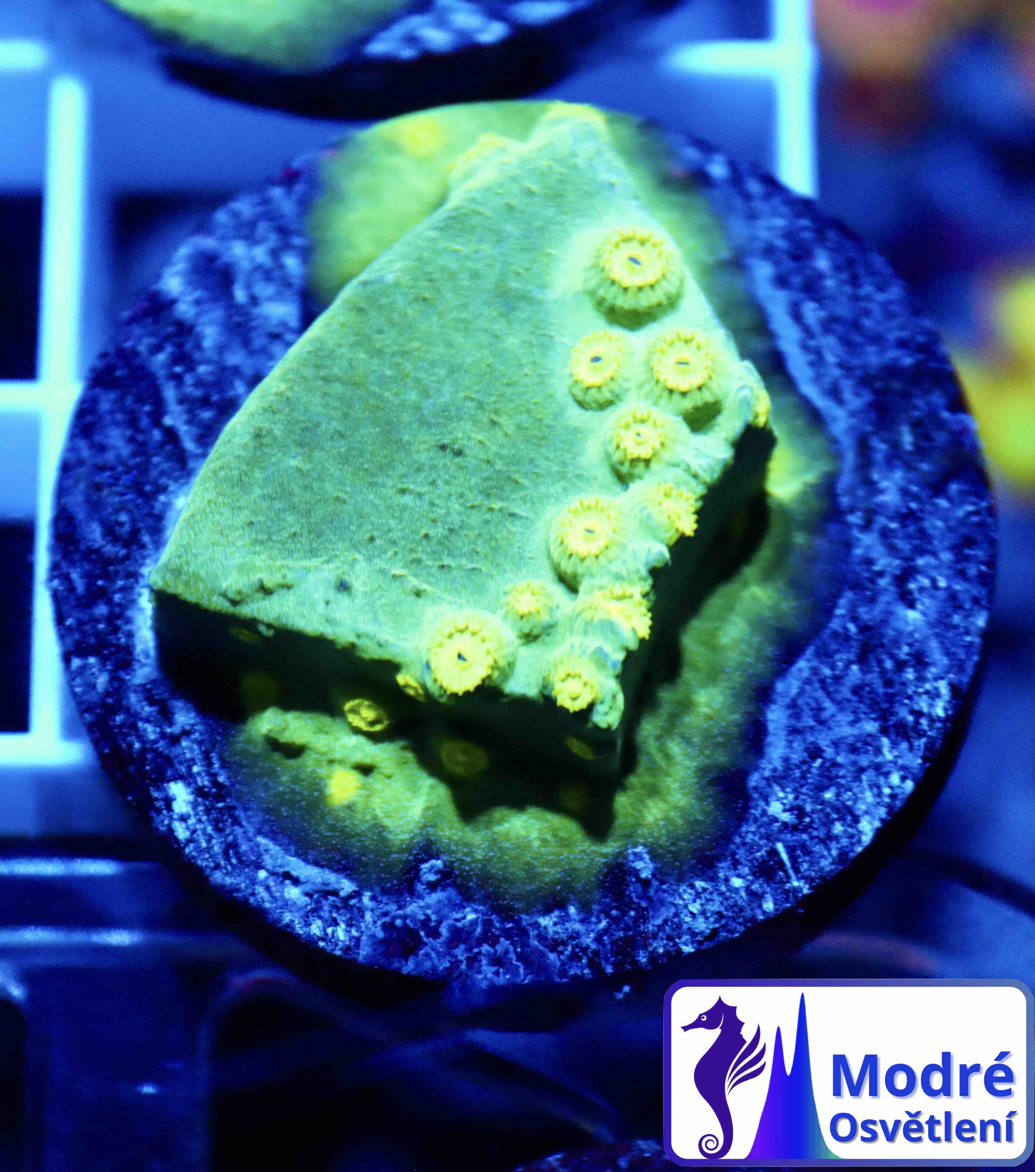 Cyphastrea Ultra Green (S/M), WYSIWYG02.14