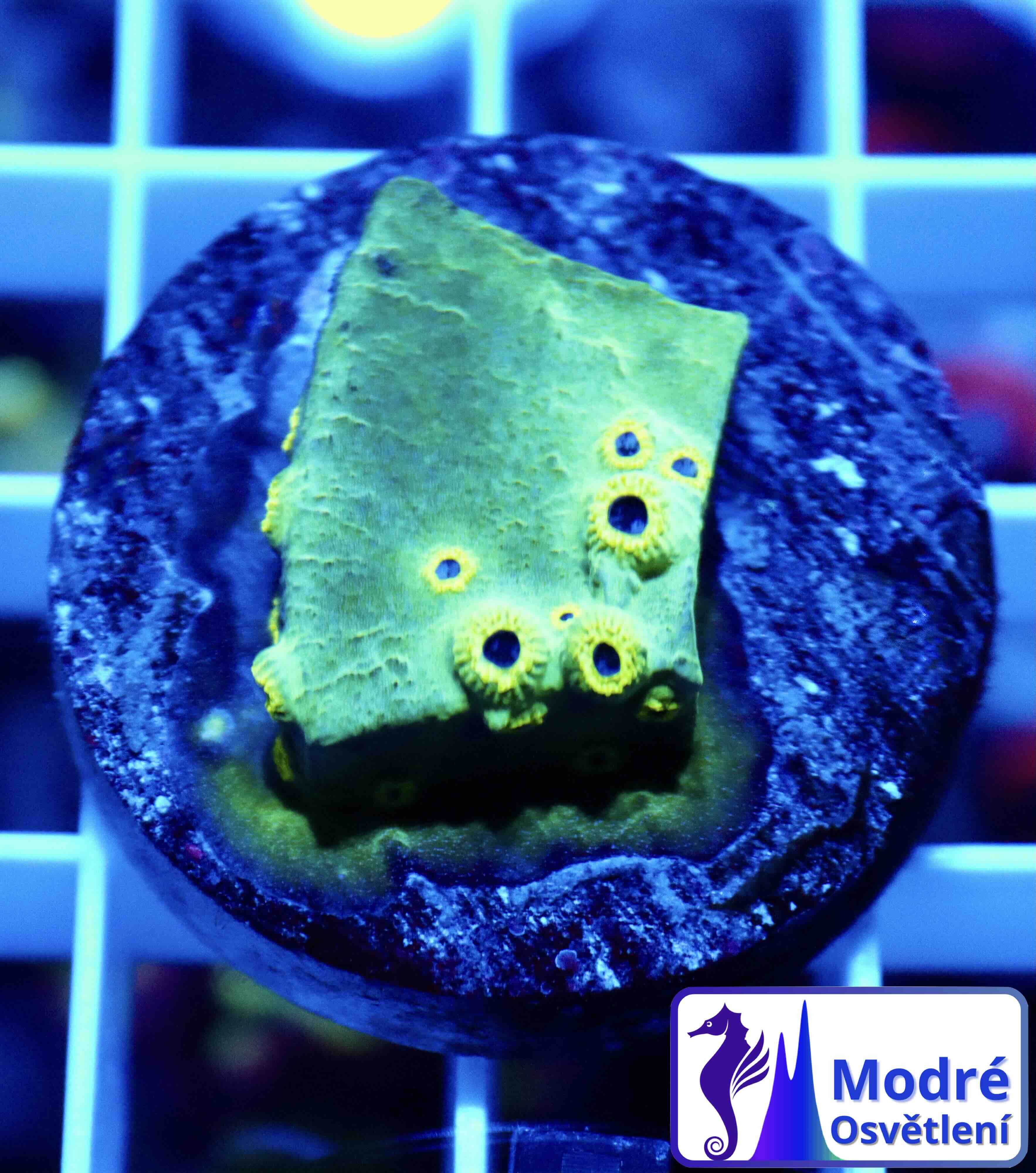 Cyphastrea Ultra Green (S/M), WYSIWYG02.15