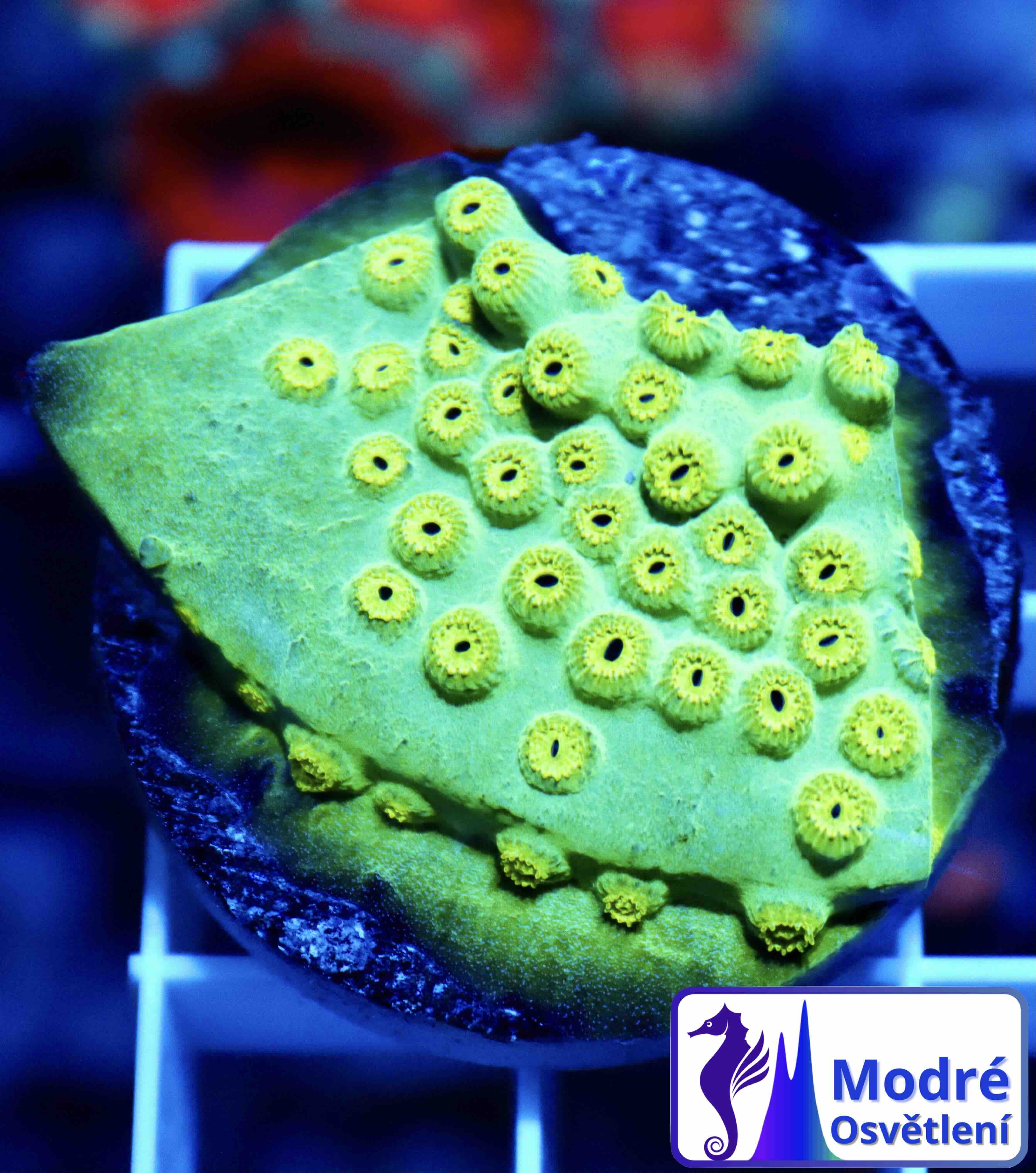 Cyphastrea Ultra Green (M), WYSIWYG02.6