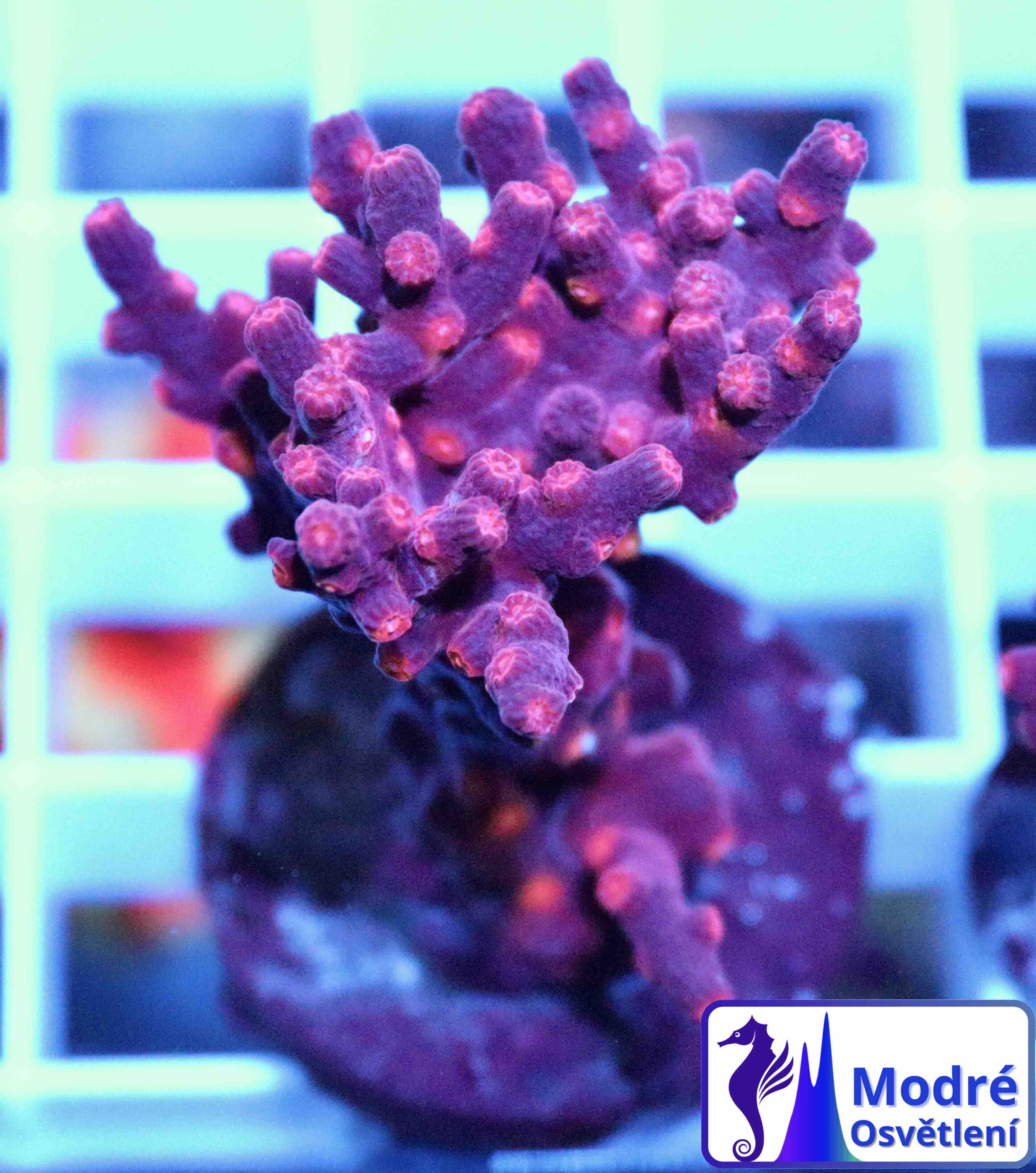 Cyphastrea decadia (M/L), WYSIWYG139.31