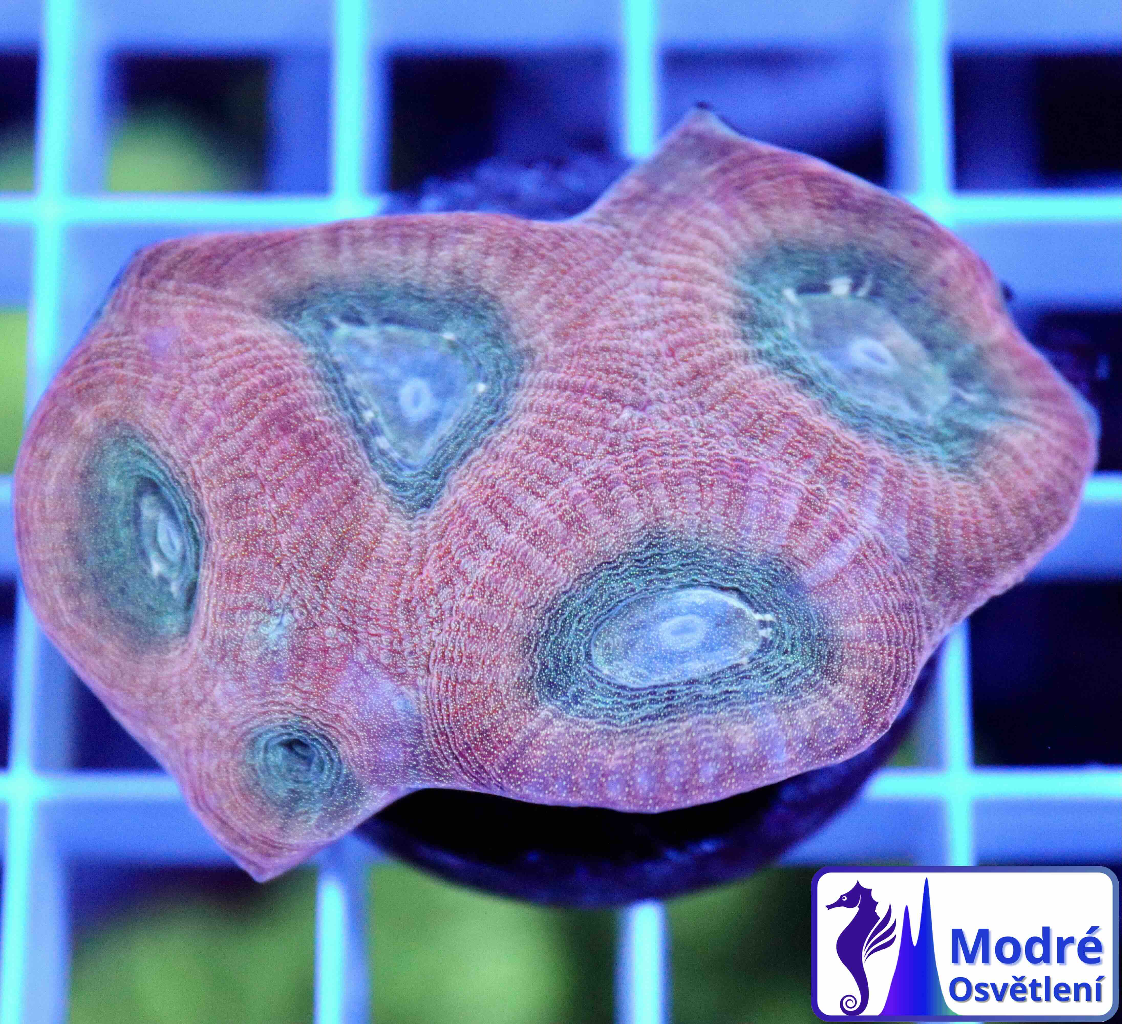 Favia Reverse Prism (M/L), WYSIWYG5.21