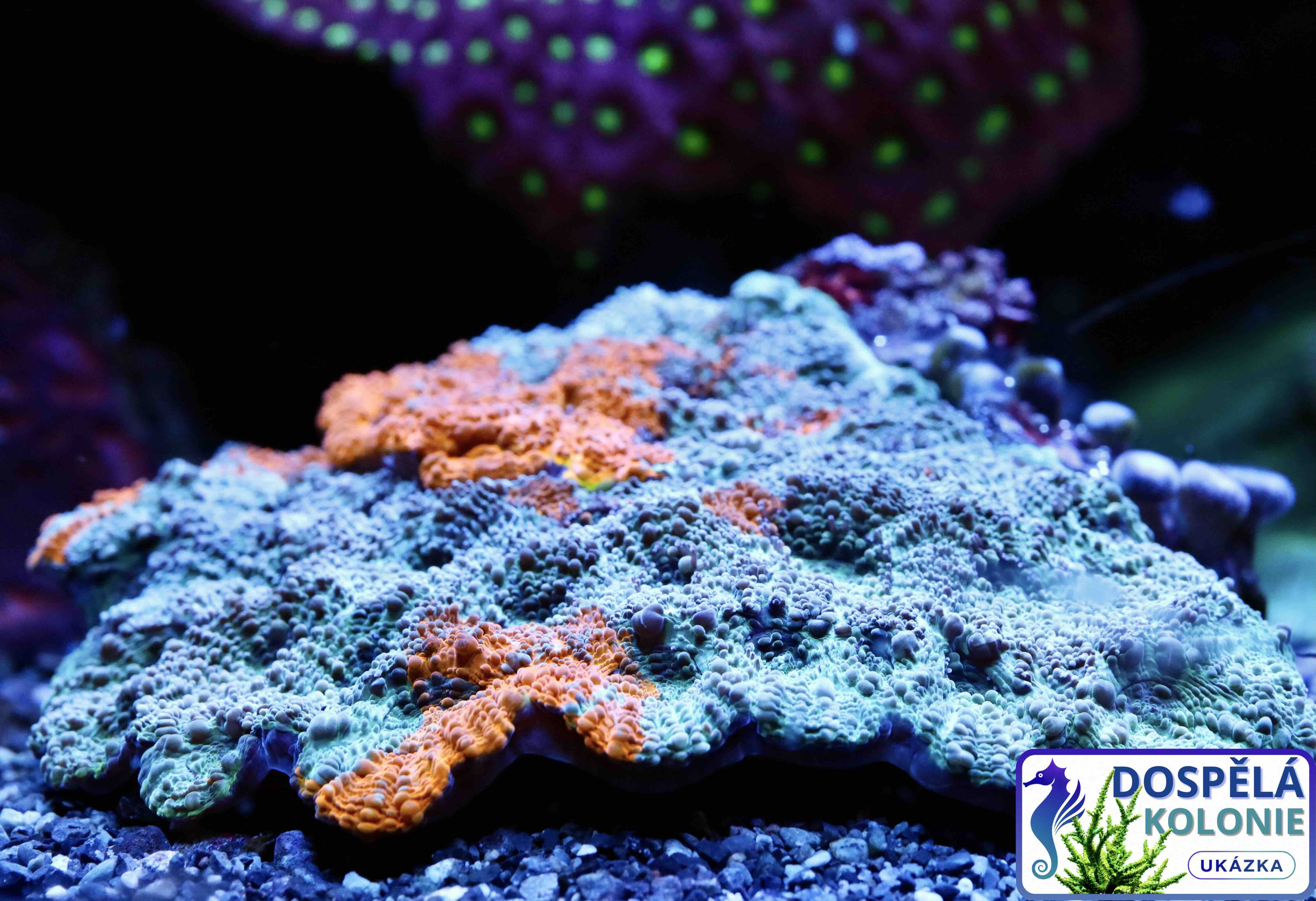 Acanthastrea echinata Blue/Orange (M/L)