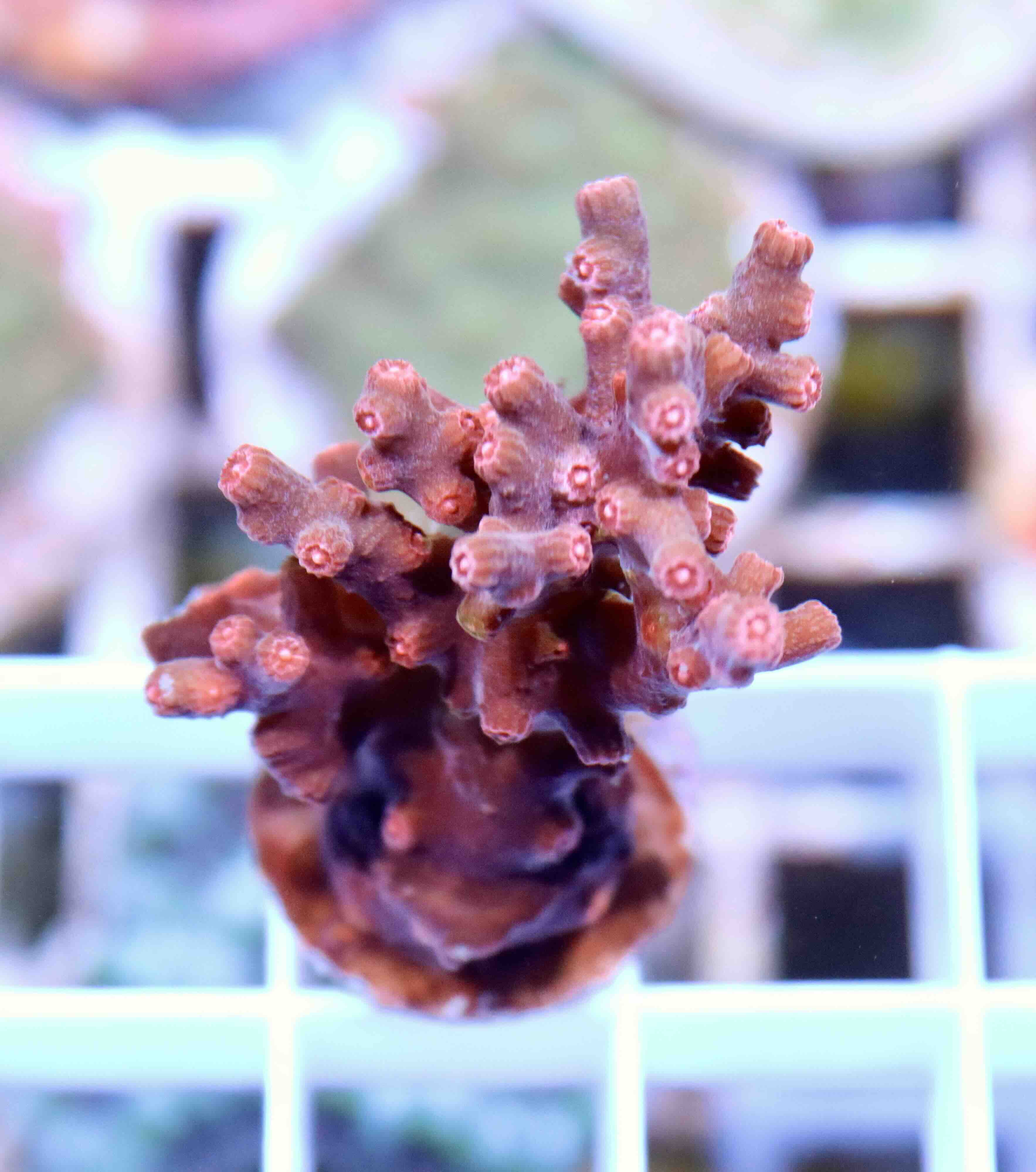 Cyphastrea decadia (M)