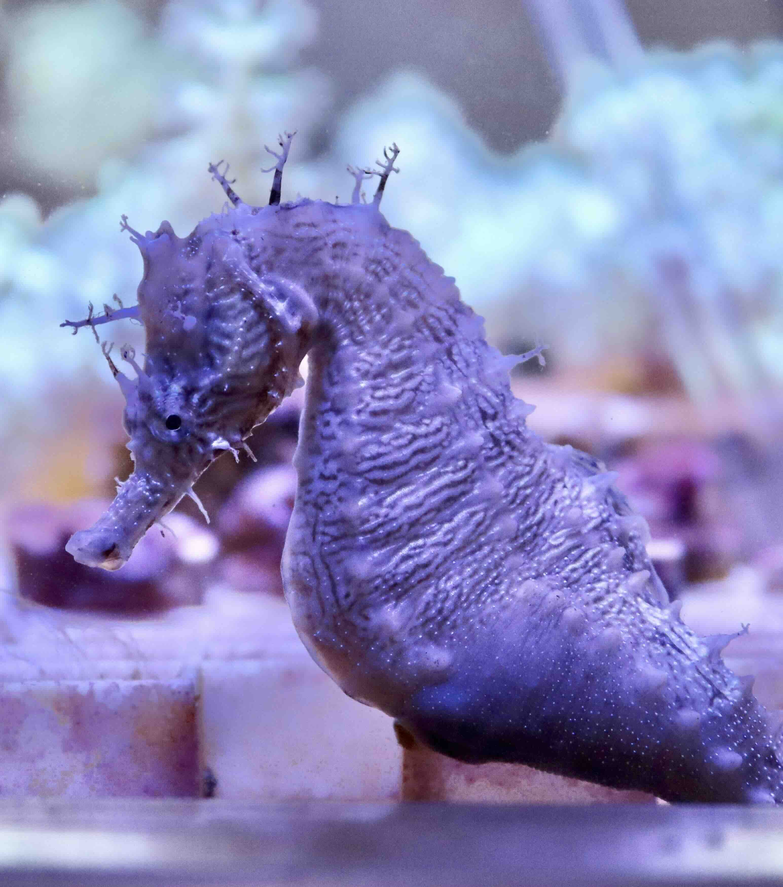 Mořský koník, Hippocampus