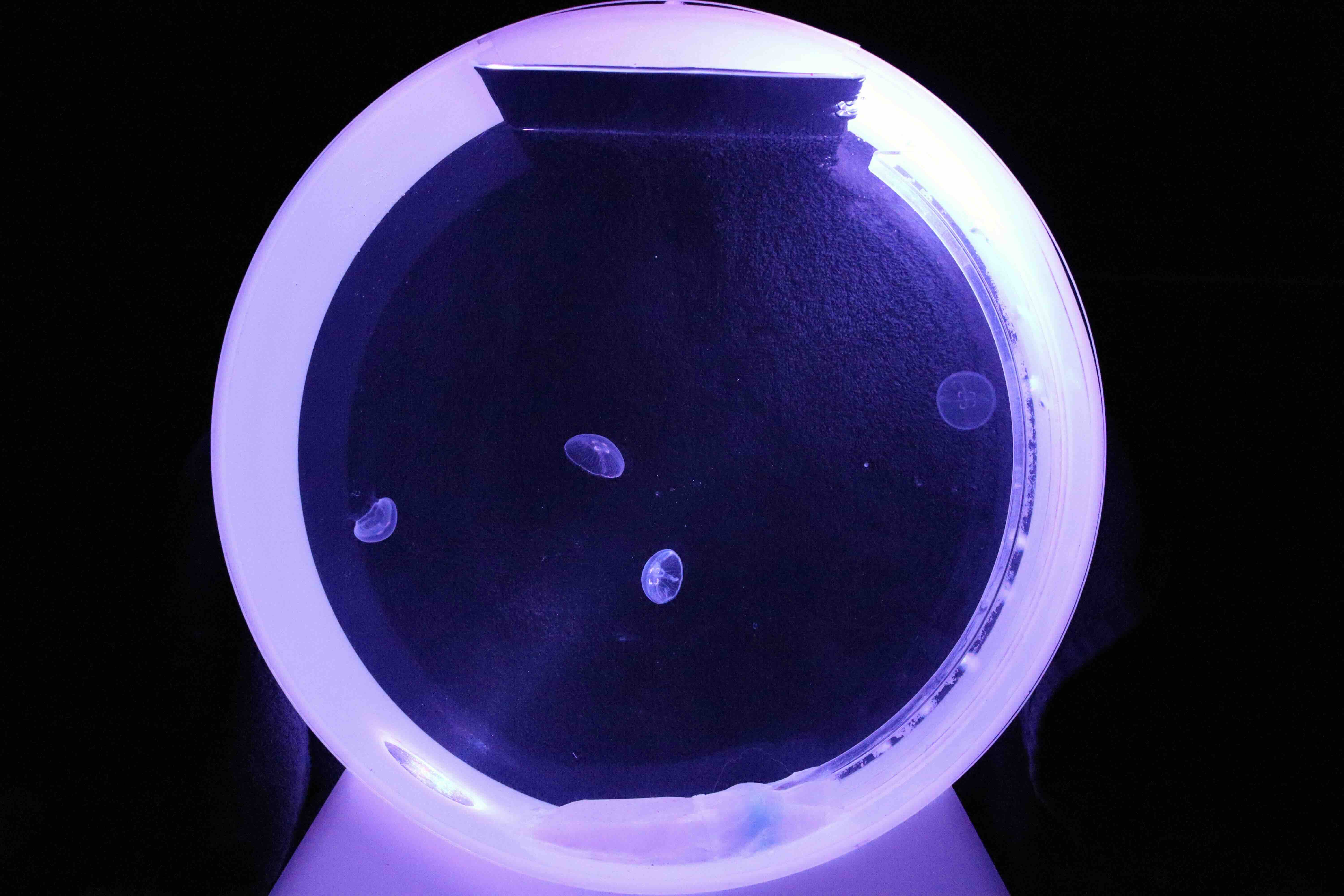 Výprodej: Desktop Jellyfish Tank – použité zaběhlé akvárium se 4 živými medúzami