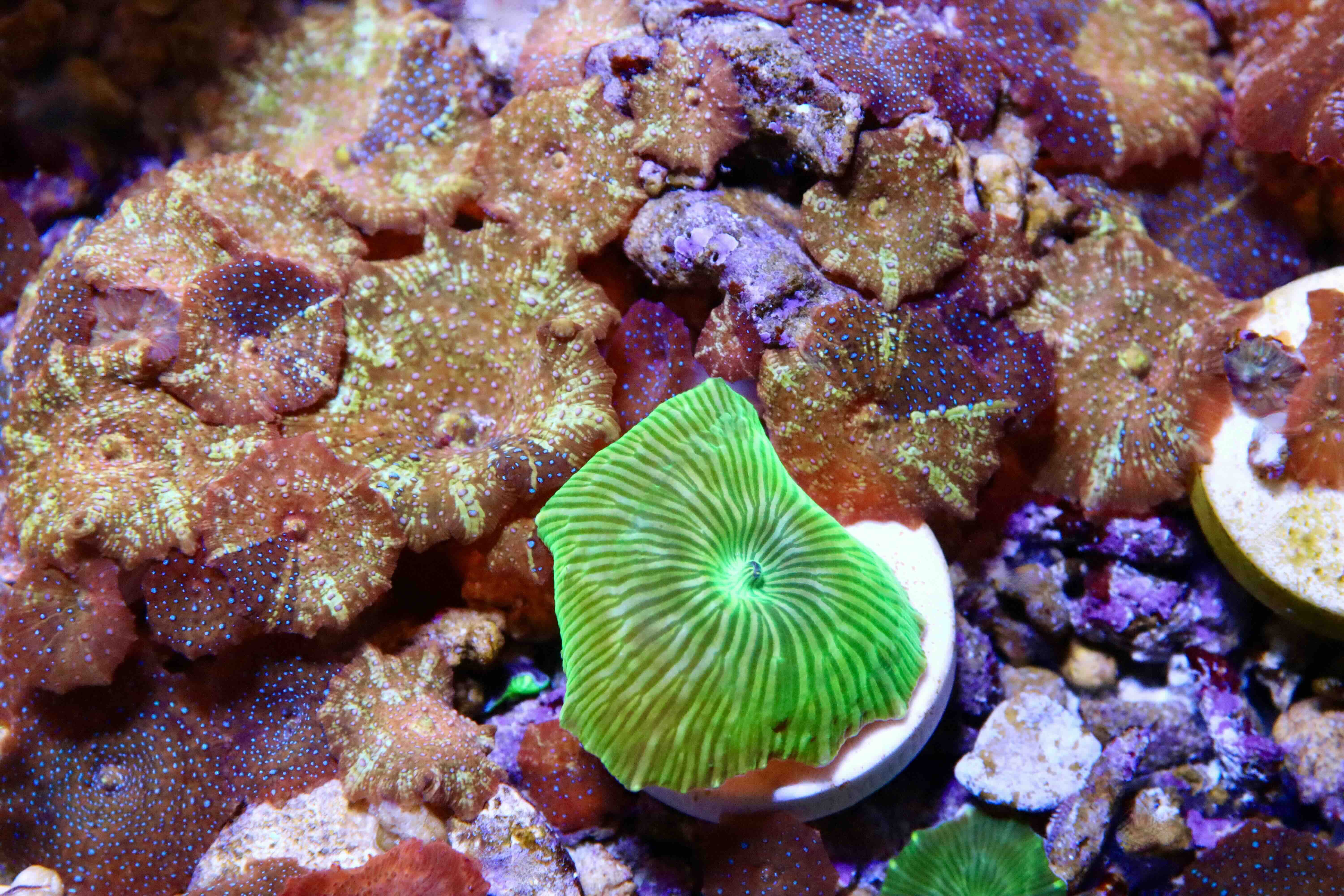 Discosoma Red + Blue Dots (1 polyp)