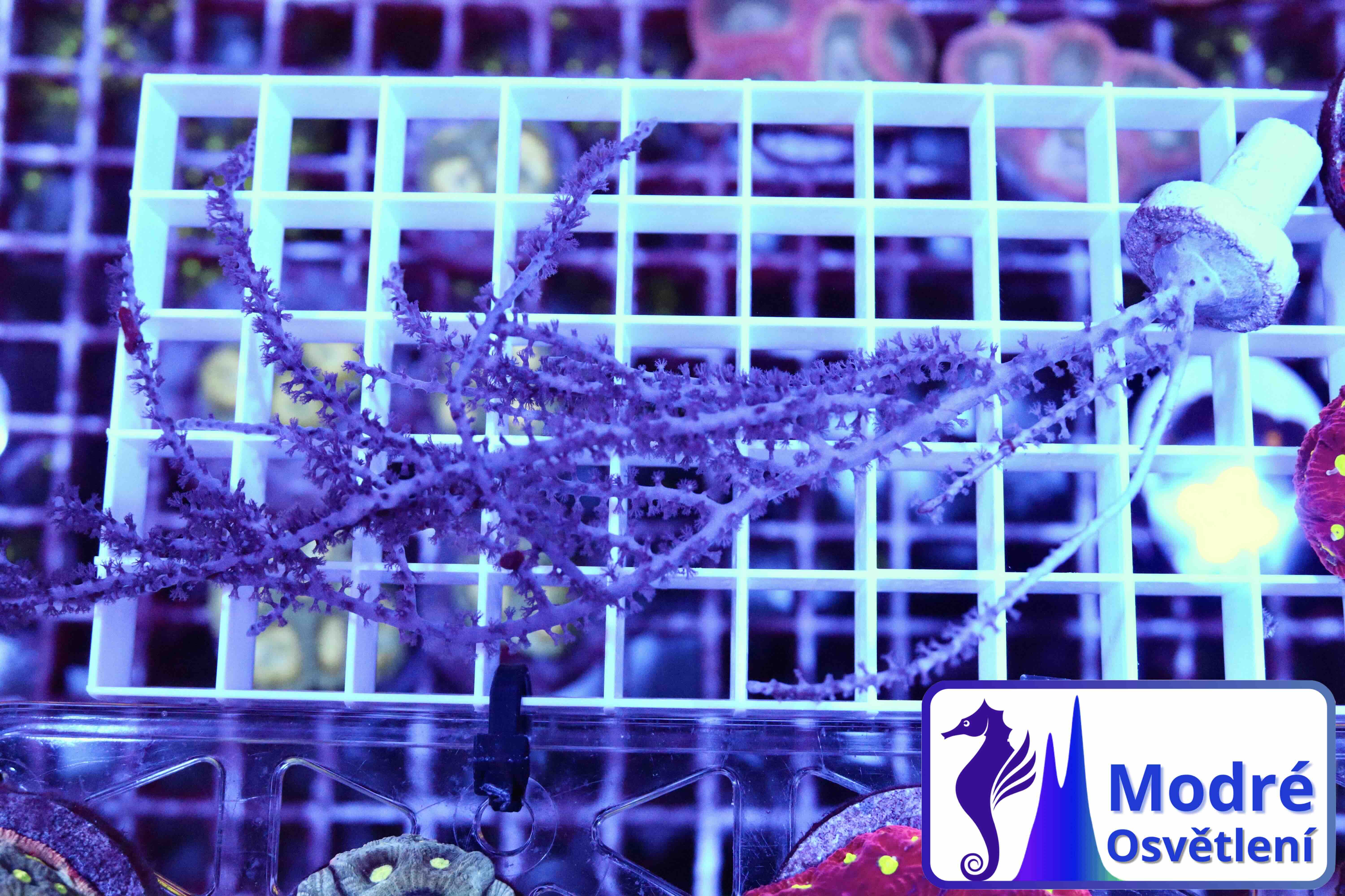 Pinnigorgia (M/L)