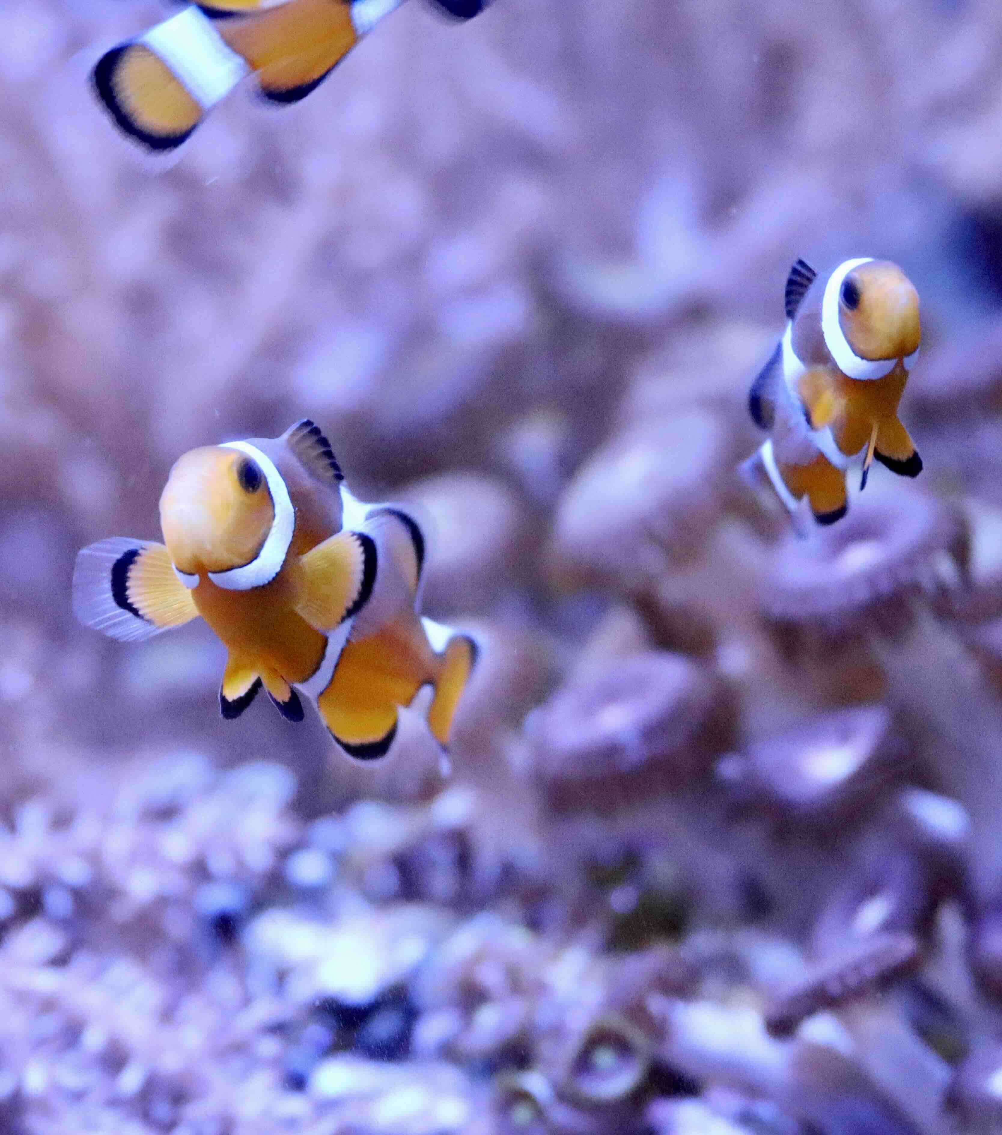 Amphiprion Ocellaris Misbar