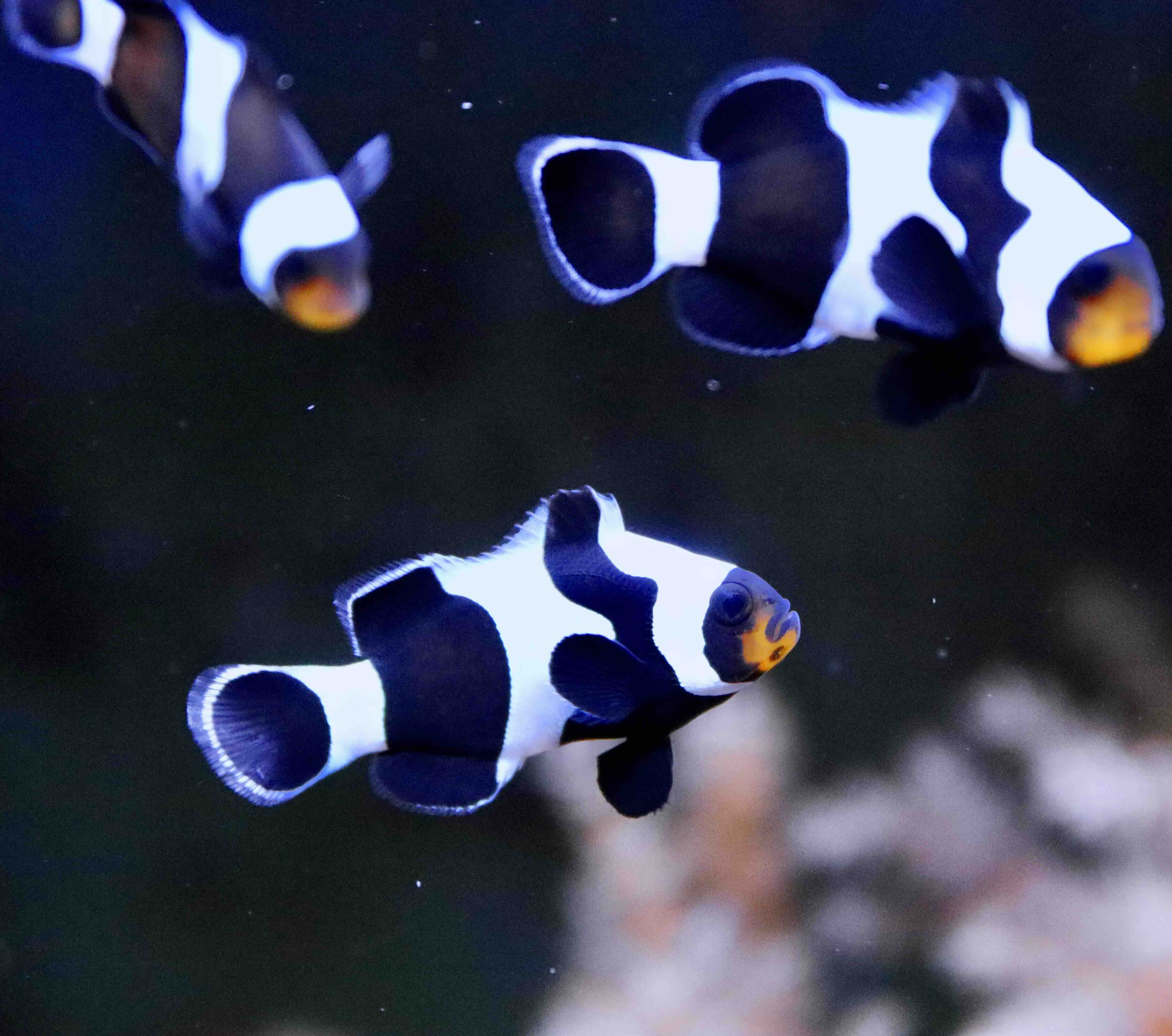 Amphiprion Ocellaris Gladiátor
