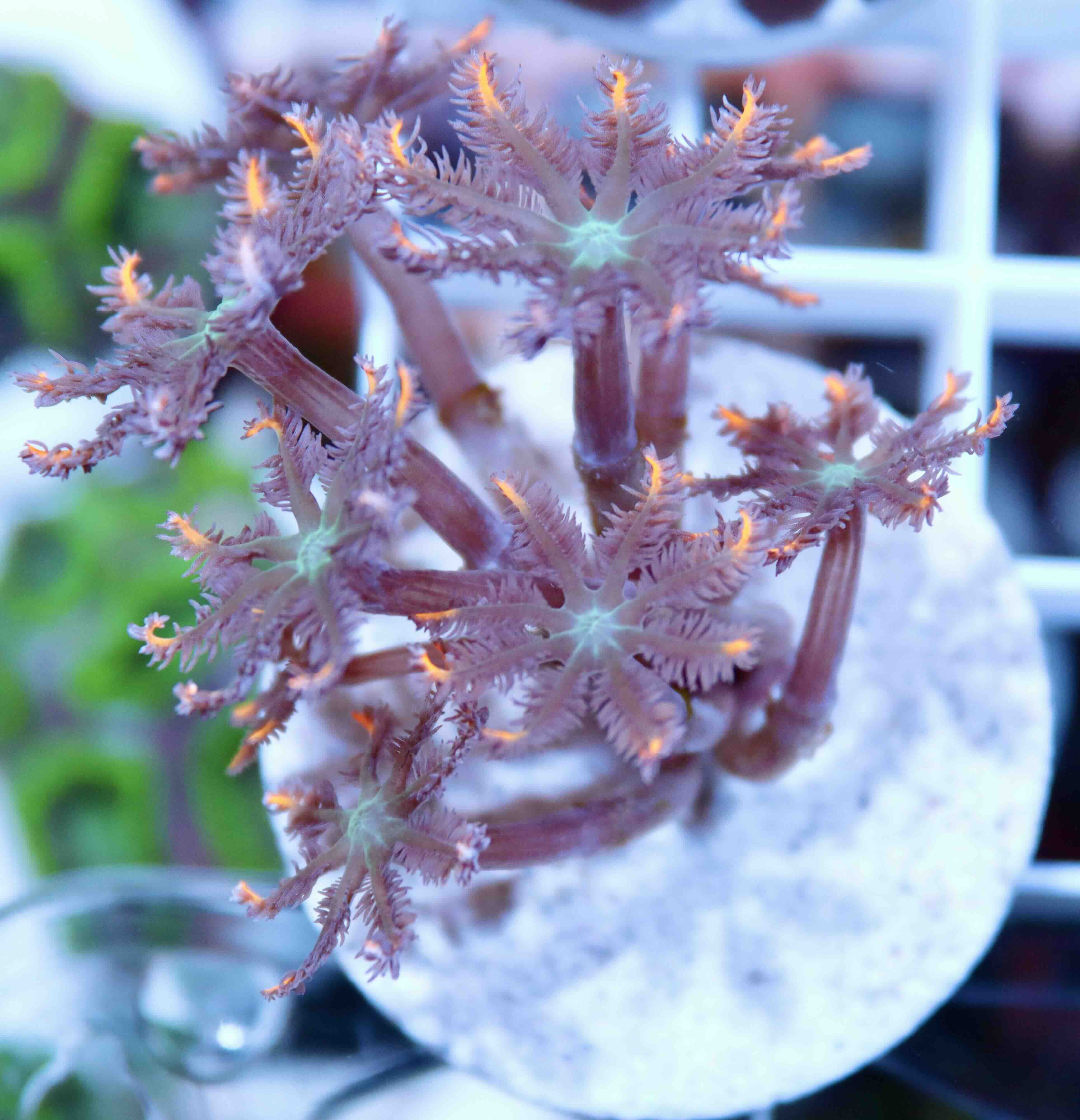 Clavularia "Orange Stripes" (M)