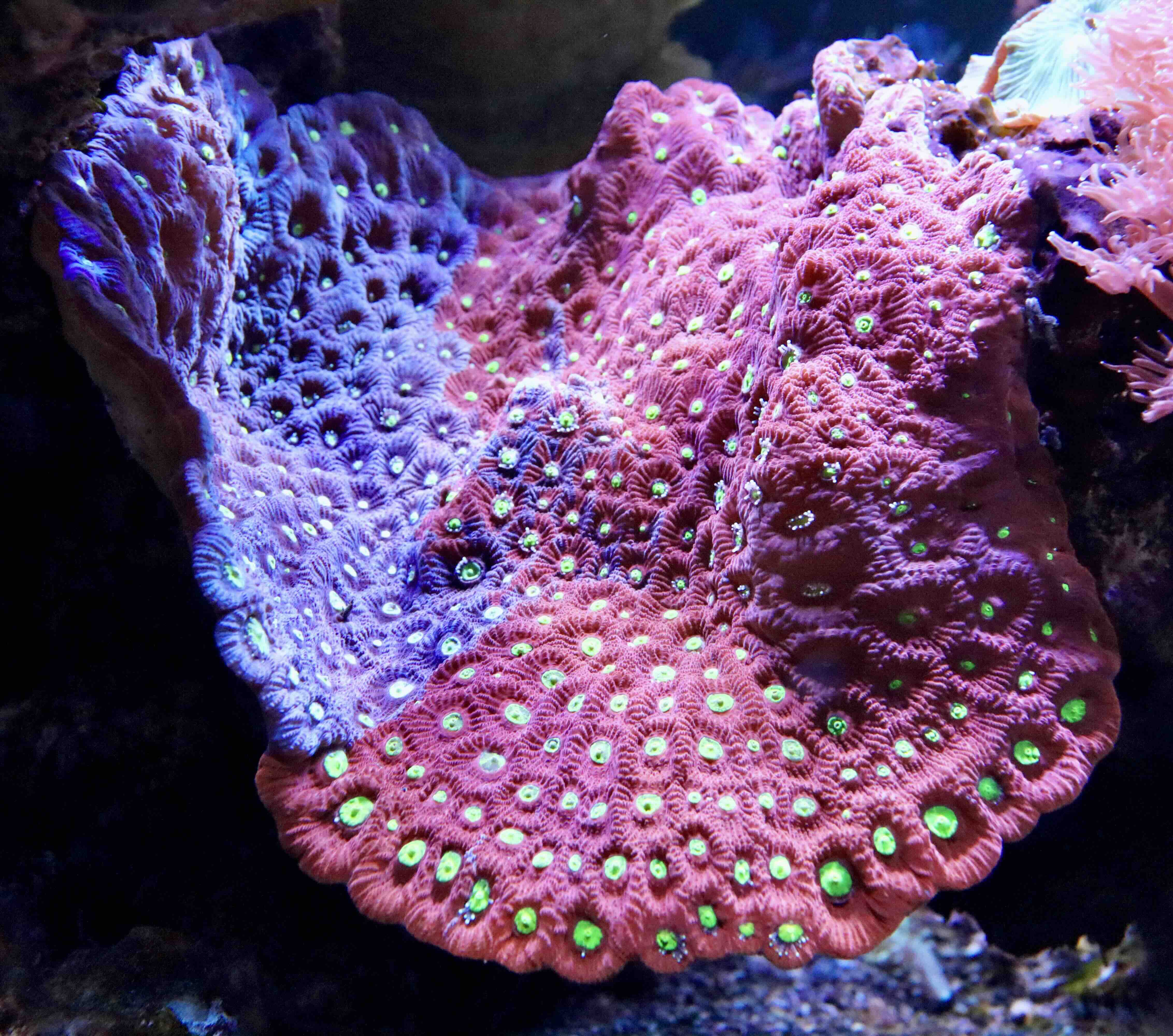Favites pentagona Ultra "Superman" (M), WYSIWYG32.4