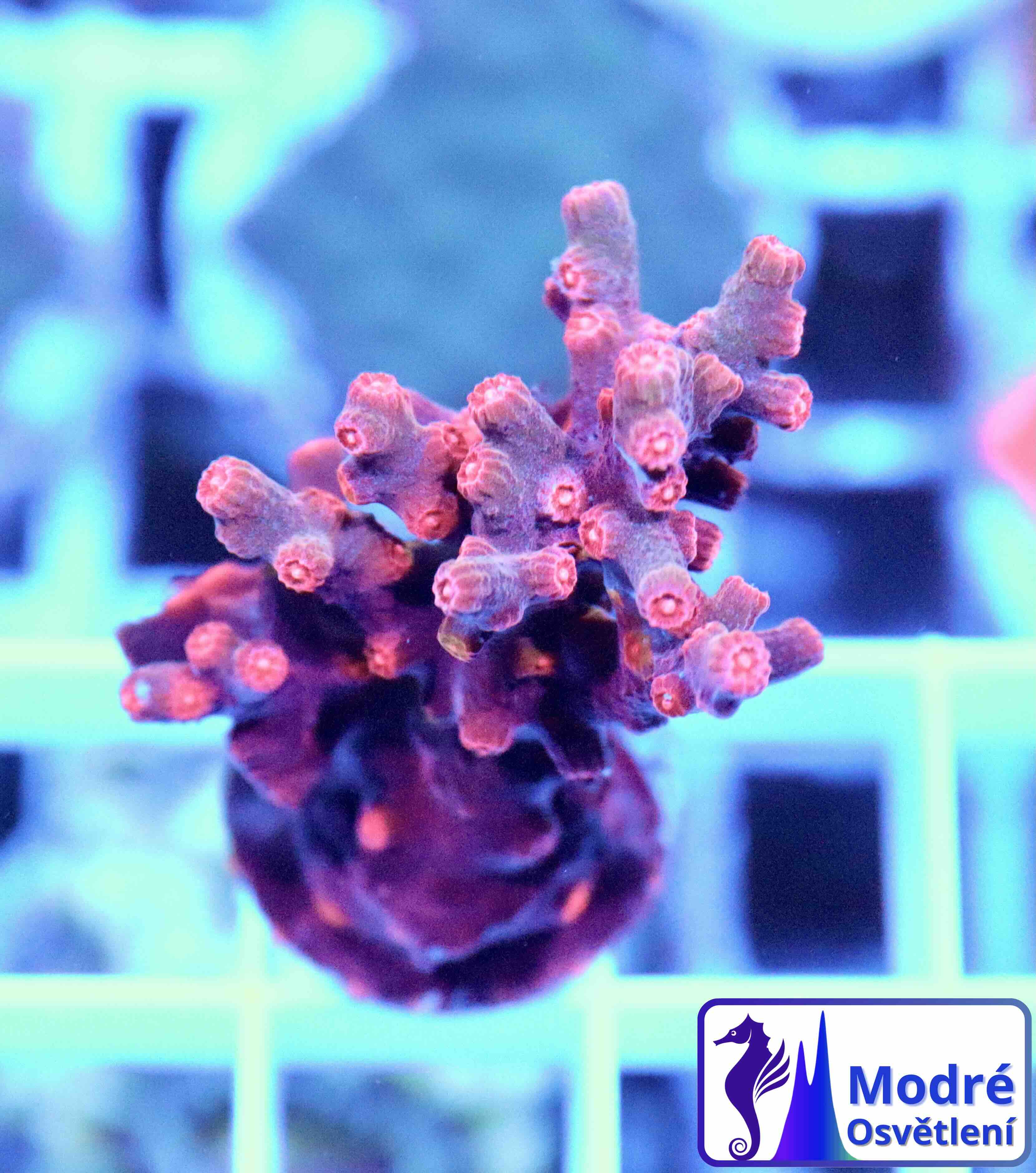 Cyphastrea decadia (M)
