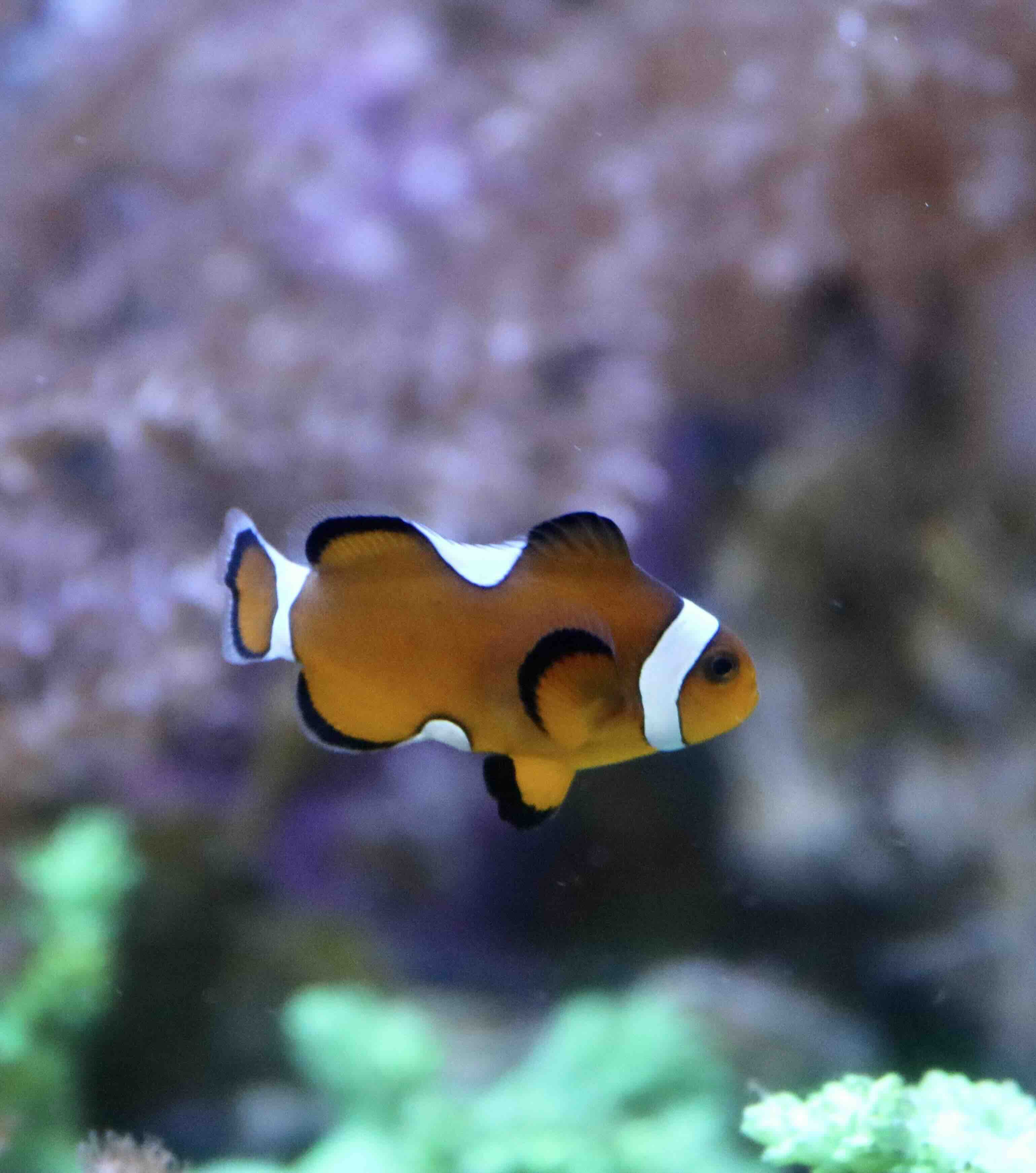 Amphiprion Ocellaris Misbar