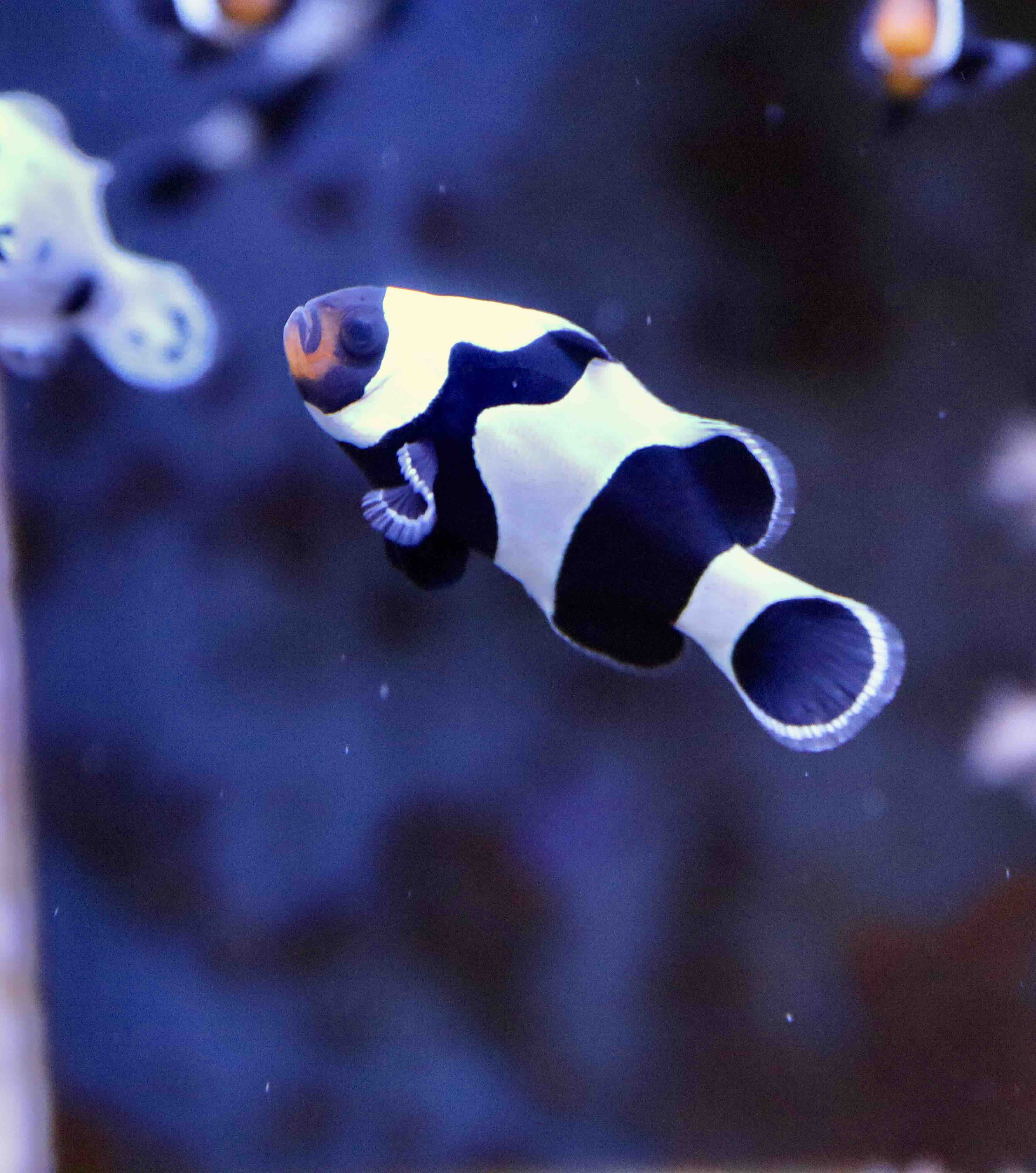 Amphiprion Ocellaris Gladiátor