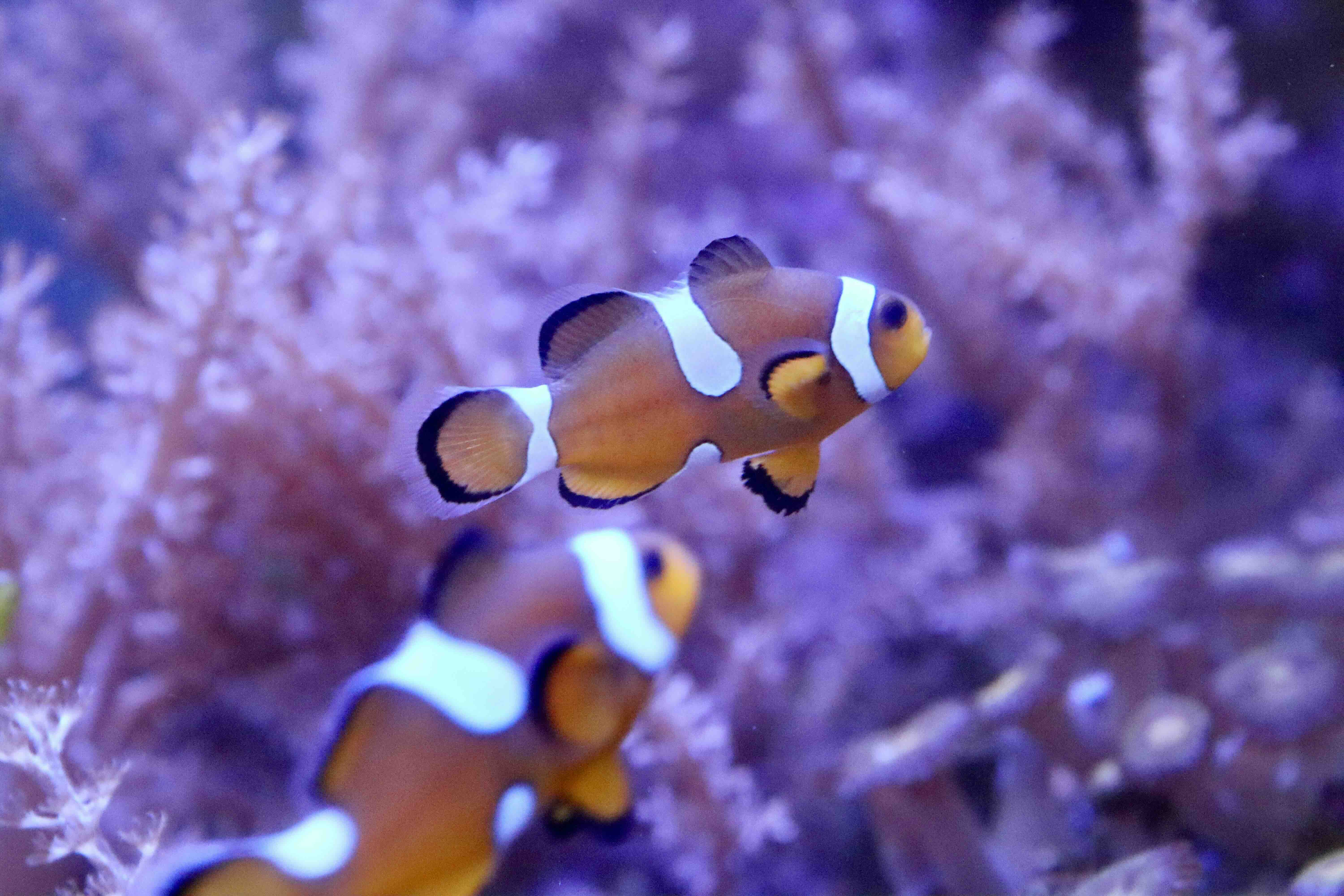 Amphiprion Ocellaris Misbar