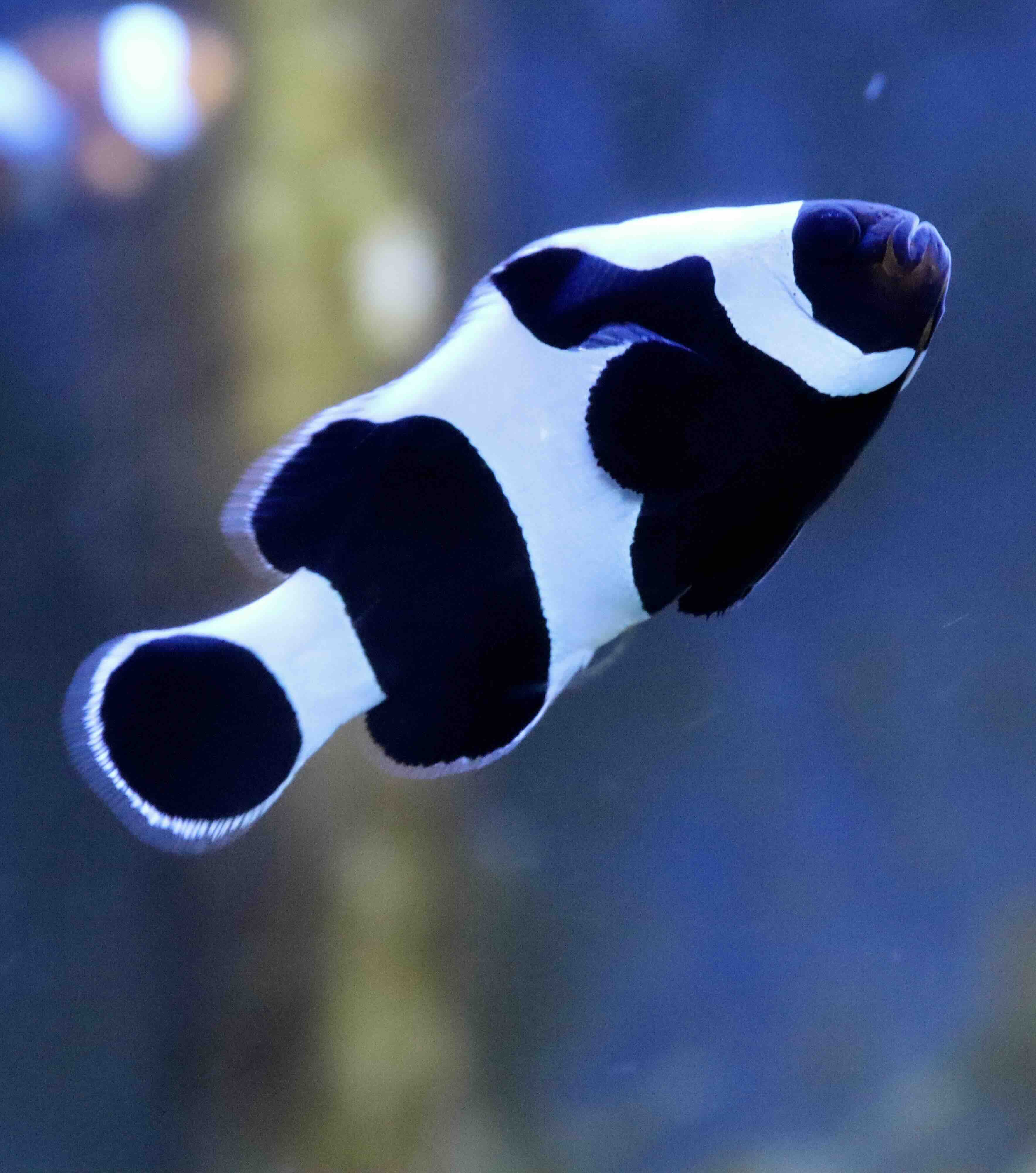 Amphiprion Ocellaris Gladiátor