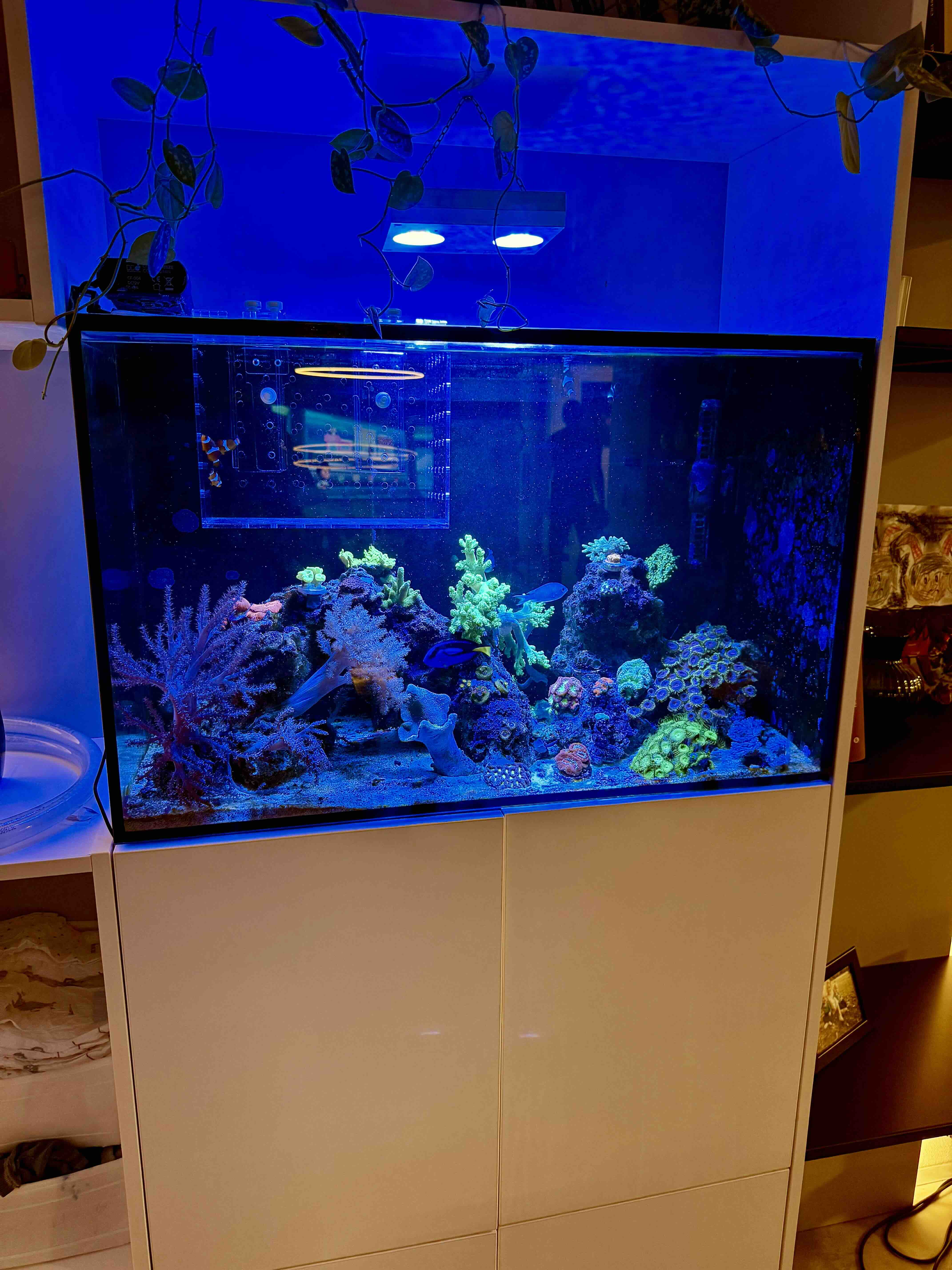 DreamReefer 80 × 50 × 50 cm – Kompletní set mořského akvária