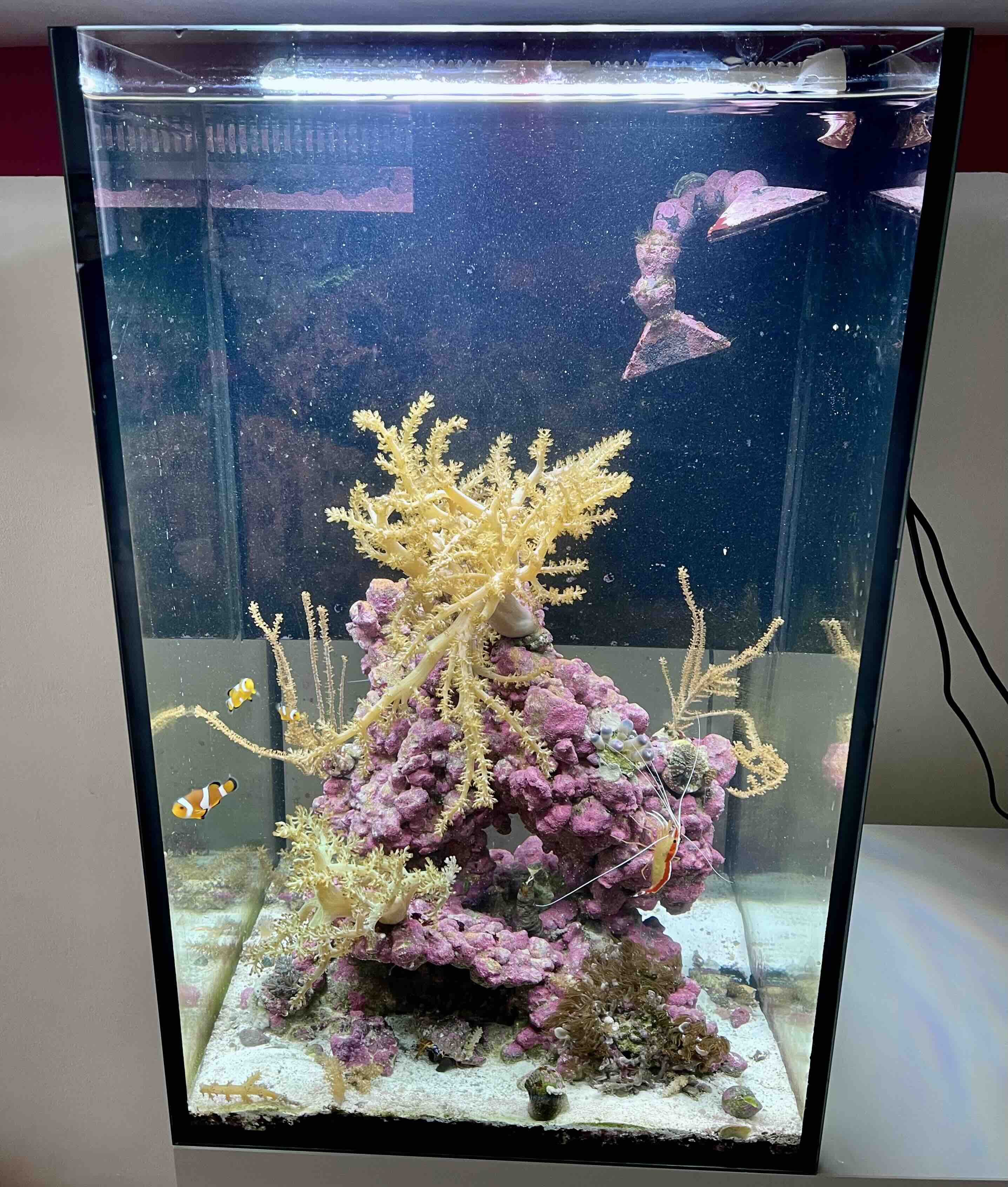 Mořské akvárium pro mořské koníky 100 litrů