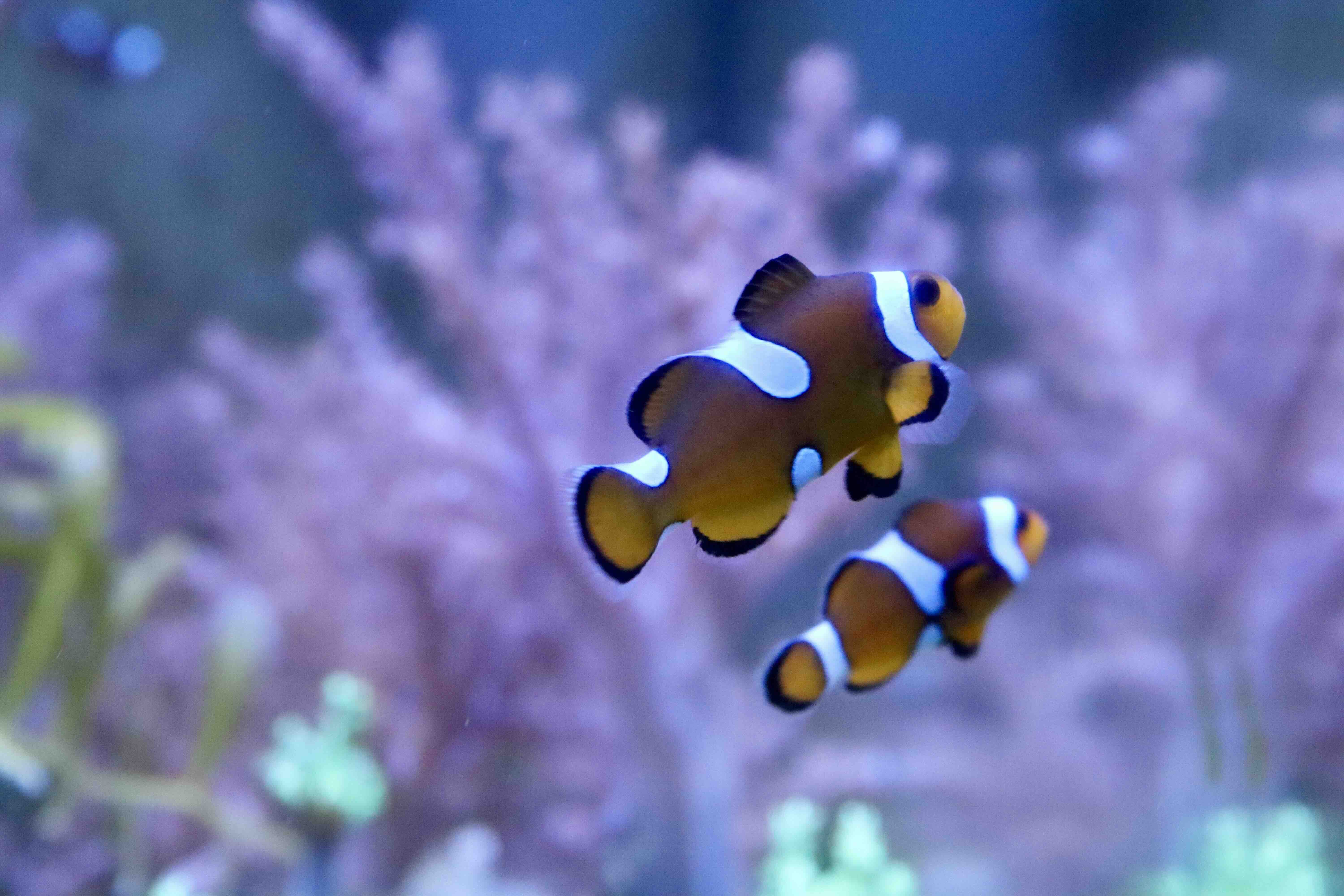Amphiprion Ocellaris Misbar
