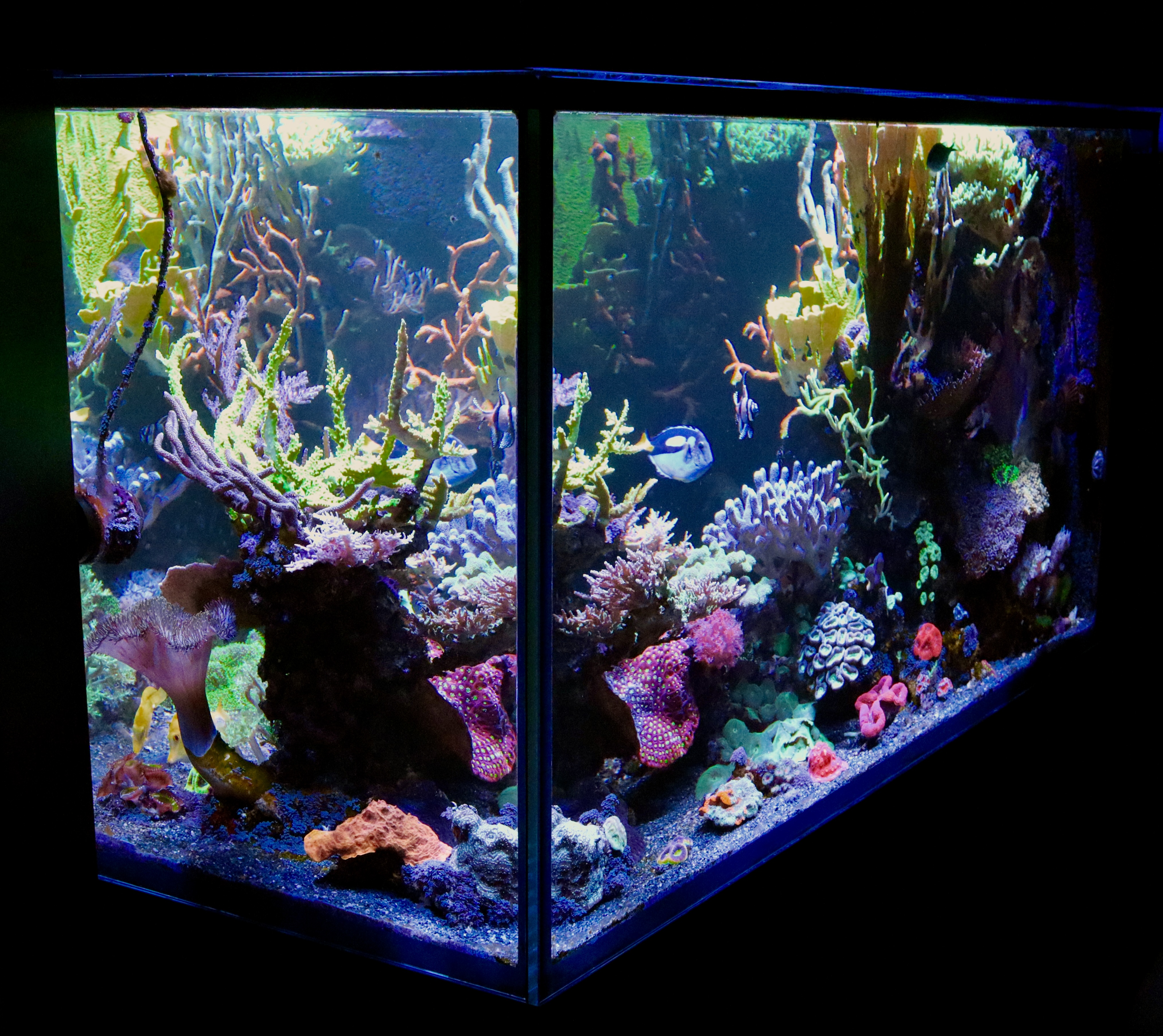 DreamReefer poloostrovní 120 × 60 × 60 cm – Kompletní set poloostrovního mořského akvária