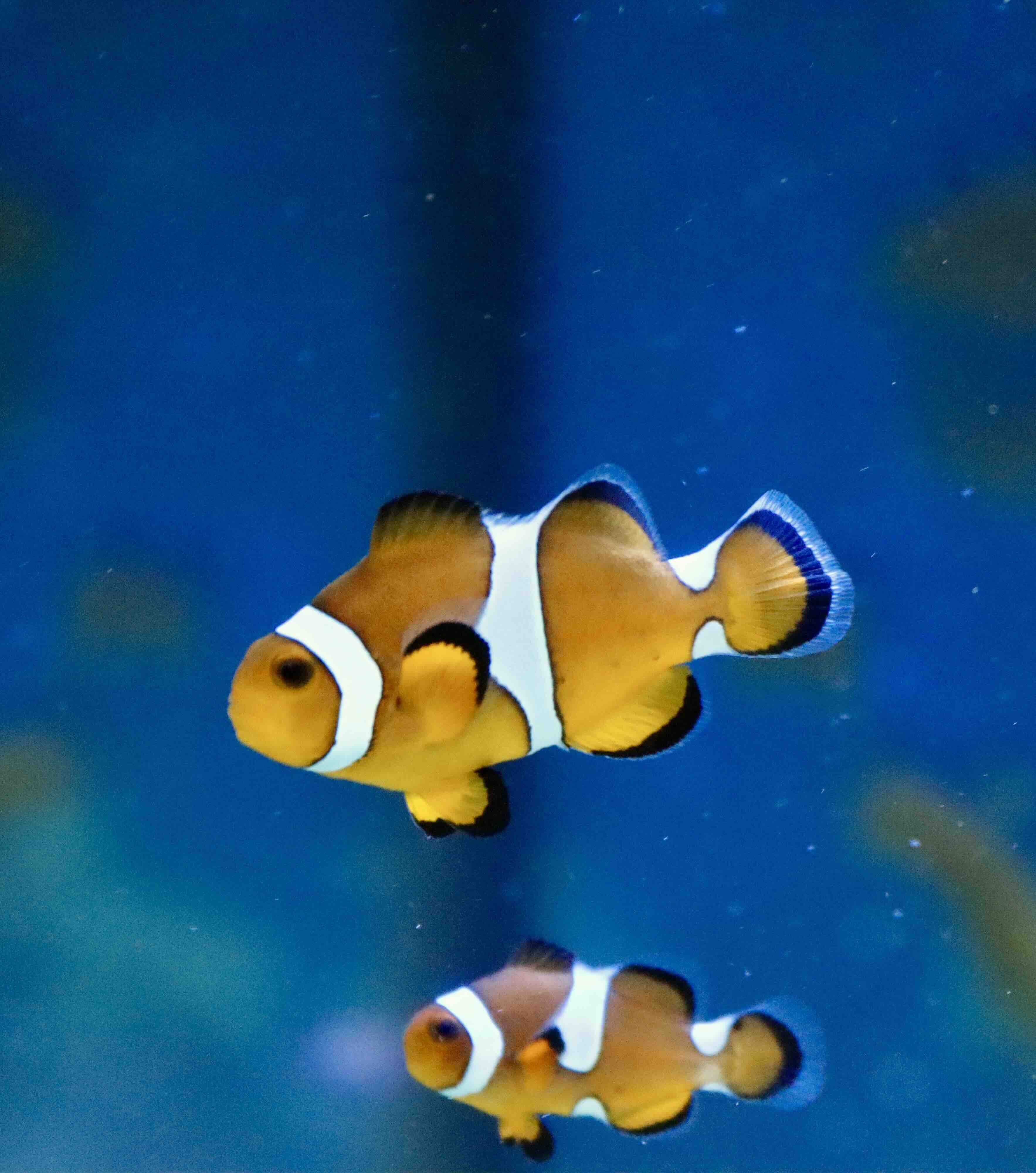 Amphiprion Ocellaris Misbar