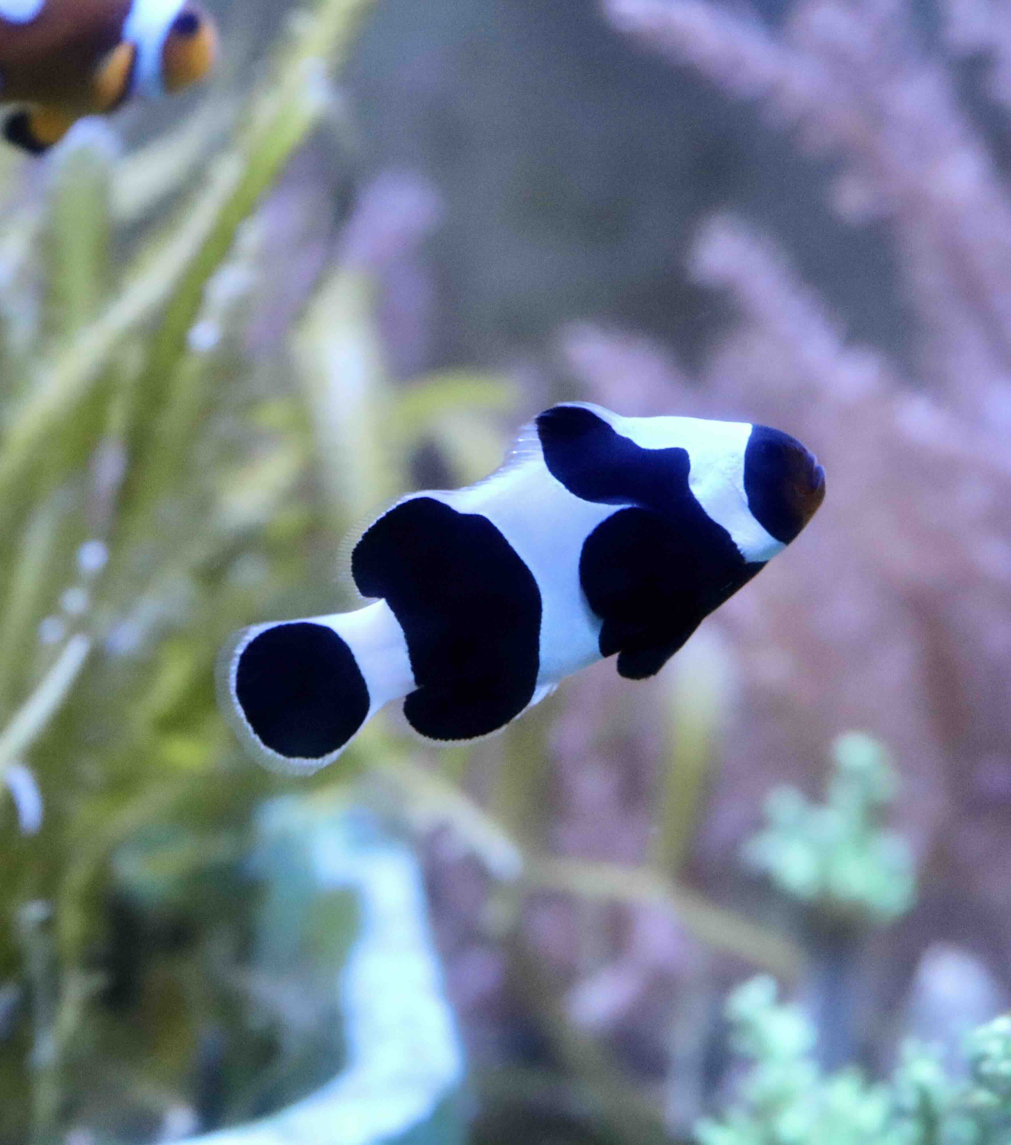Amphiprion Ocellaris Gladiátor