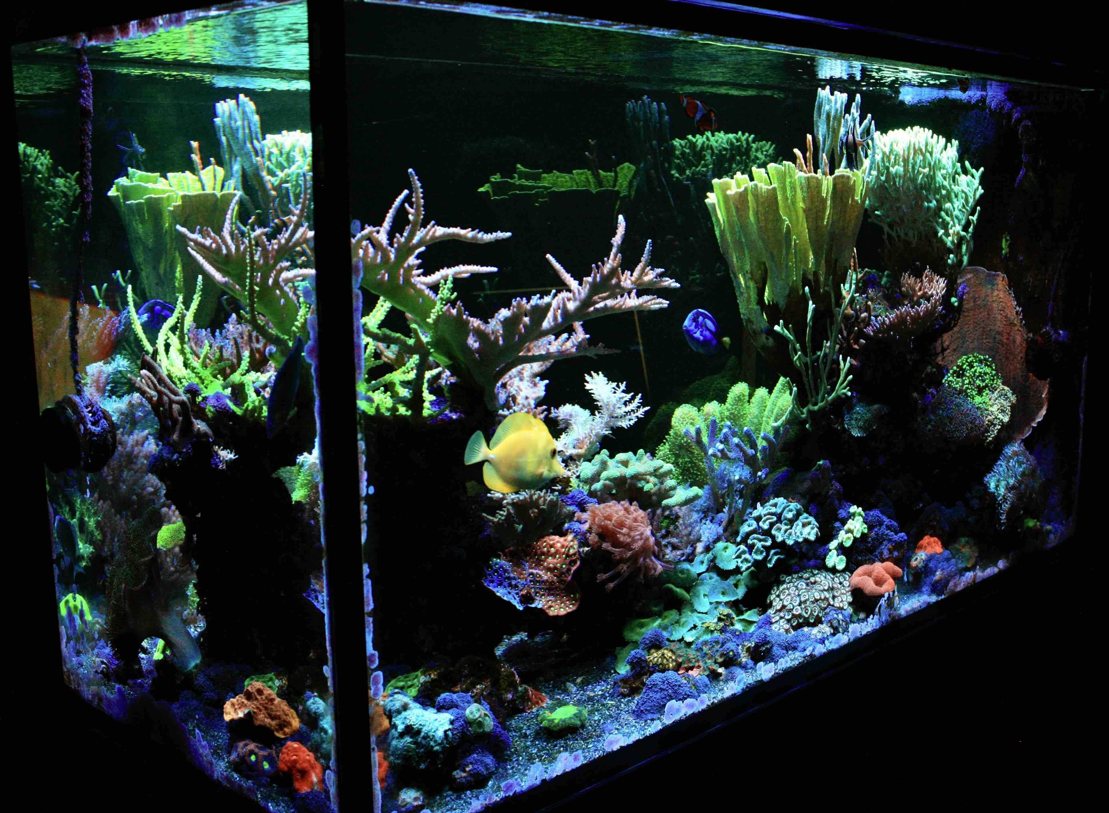 DreamReefer 180 × 65 × 75 cm – Kompletní set mořského akvária