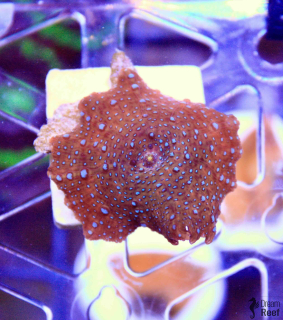 Discosoma Red + Blue Dots (1 polyp)