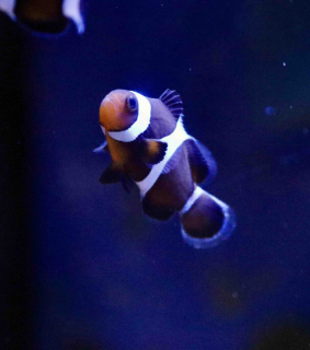 Amphiprion Ocellaris Black
