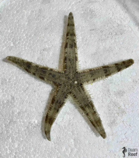 Archaster typicus