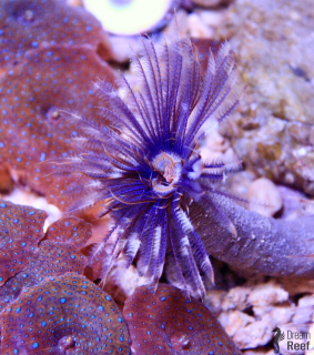 Sabellastarte indica